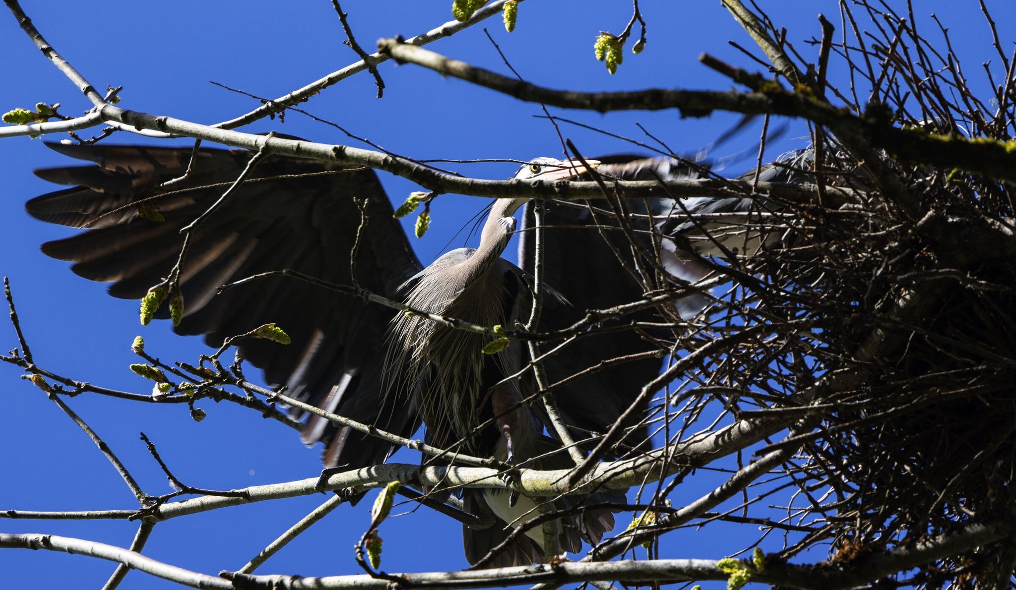 A great blue heron brings a stick to a nest at the top of a tree on the parcel of less than an acre purchased by the Bainbridge Island Land Trust to preserve this neighborhood colony. (Ken Lambert / The Seattle Times)