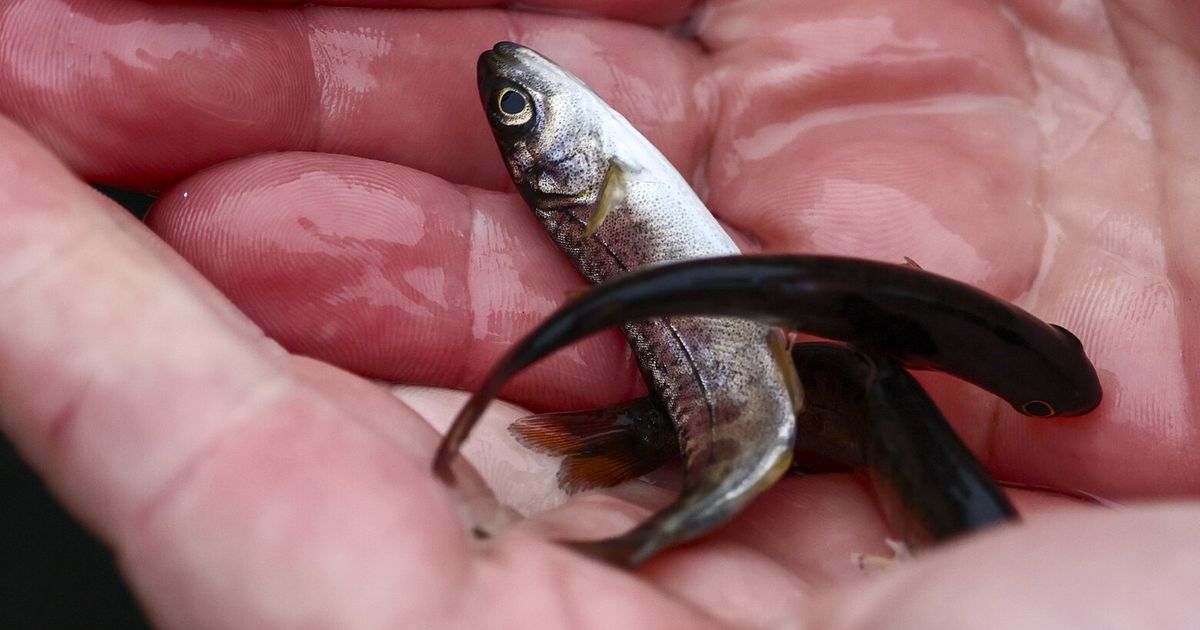The Nisqually Tribe has sought ownership of Clear Creek Hatchery for decades. New federal legislation led by Rep. Marilyn Strickland supports the effort and could unlock funding.