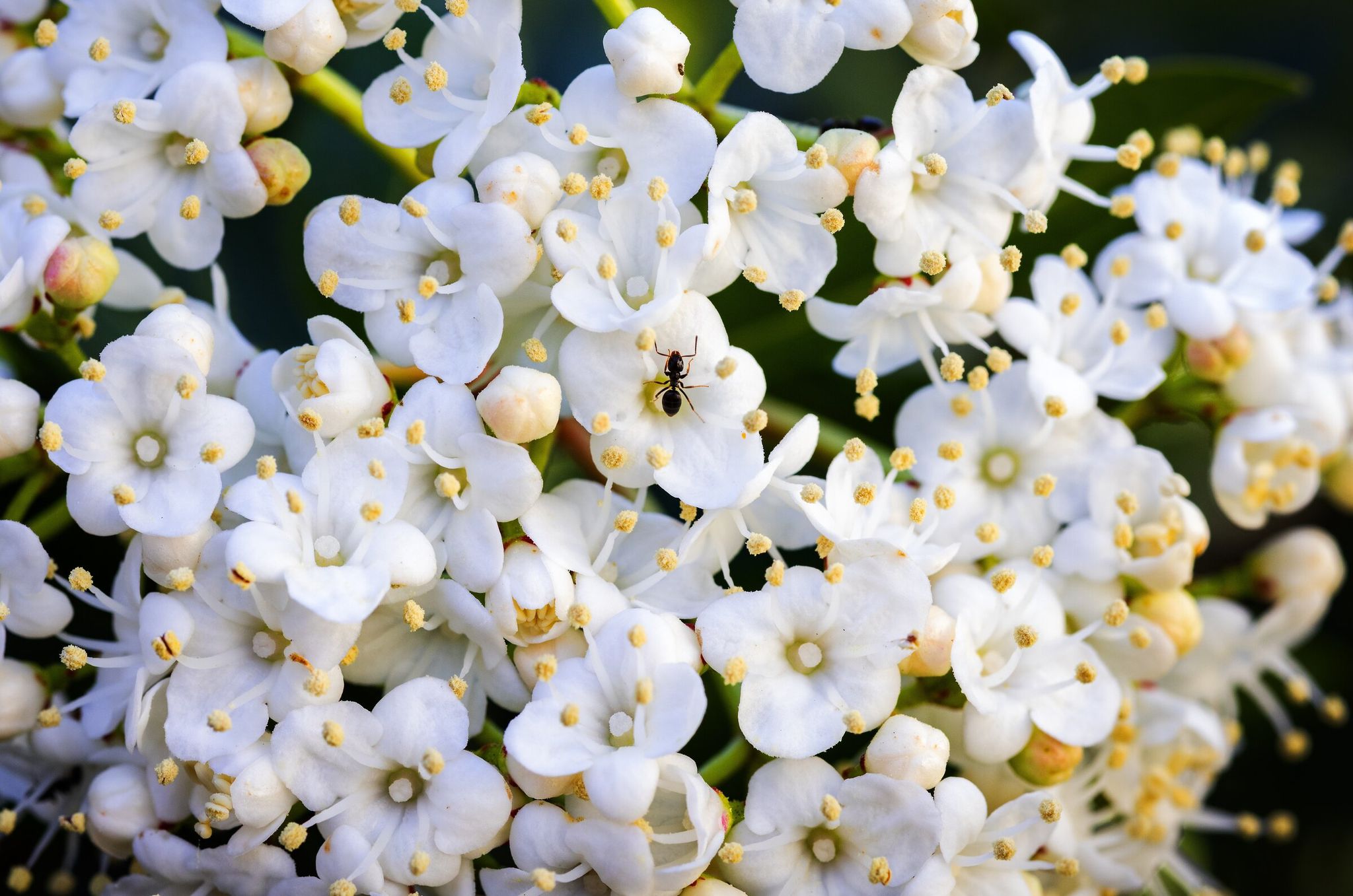 Tiny viburnum flowers in northeast Seattle in late March. Rain and cooler weather returned on Saturday. (Ken Lambert / The Seattle Times)
