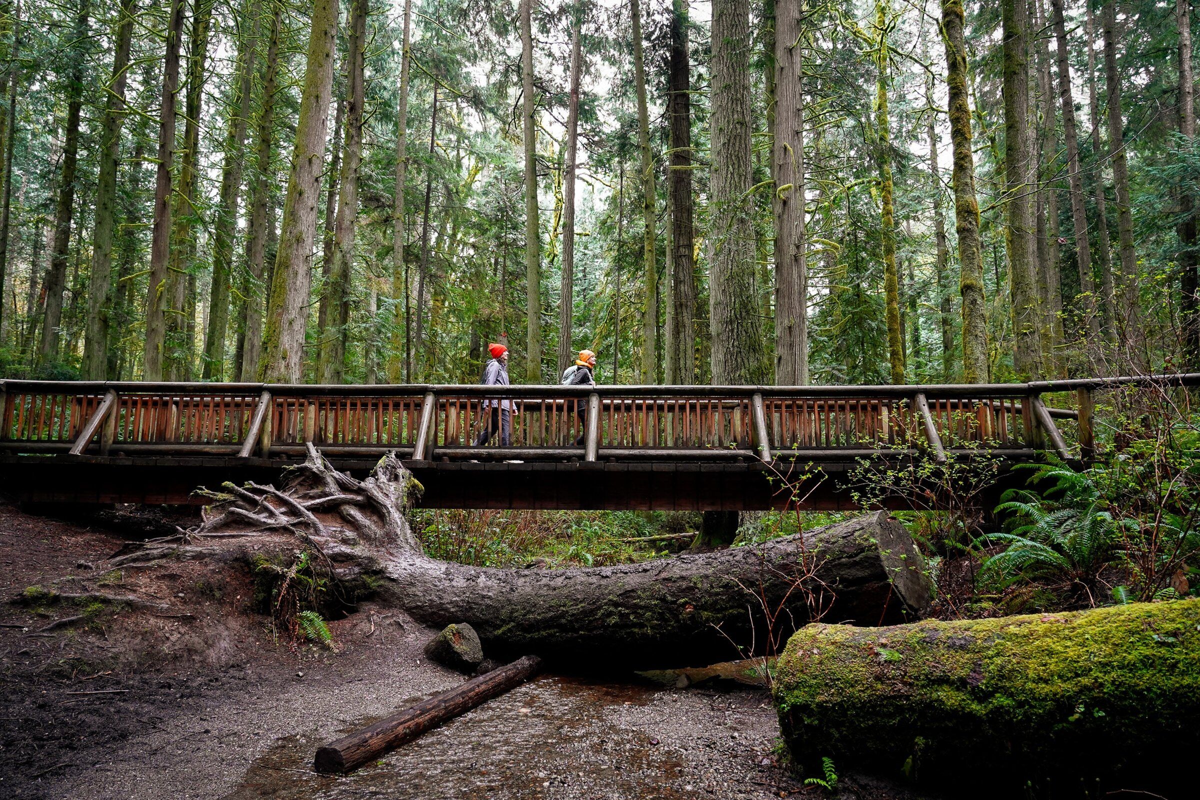 5 Kitsap Peninsula, Bainbridge Island spring hikes for a verdant