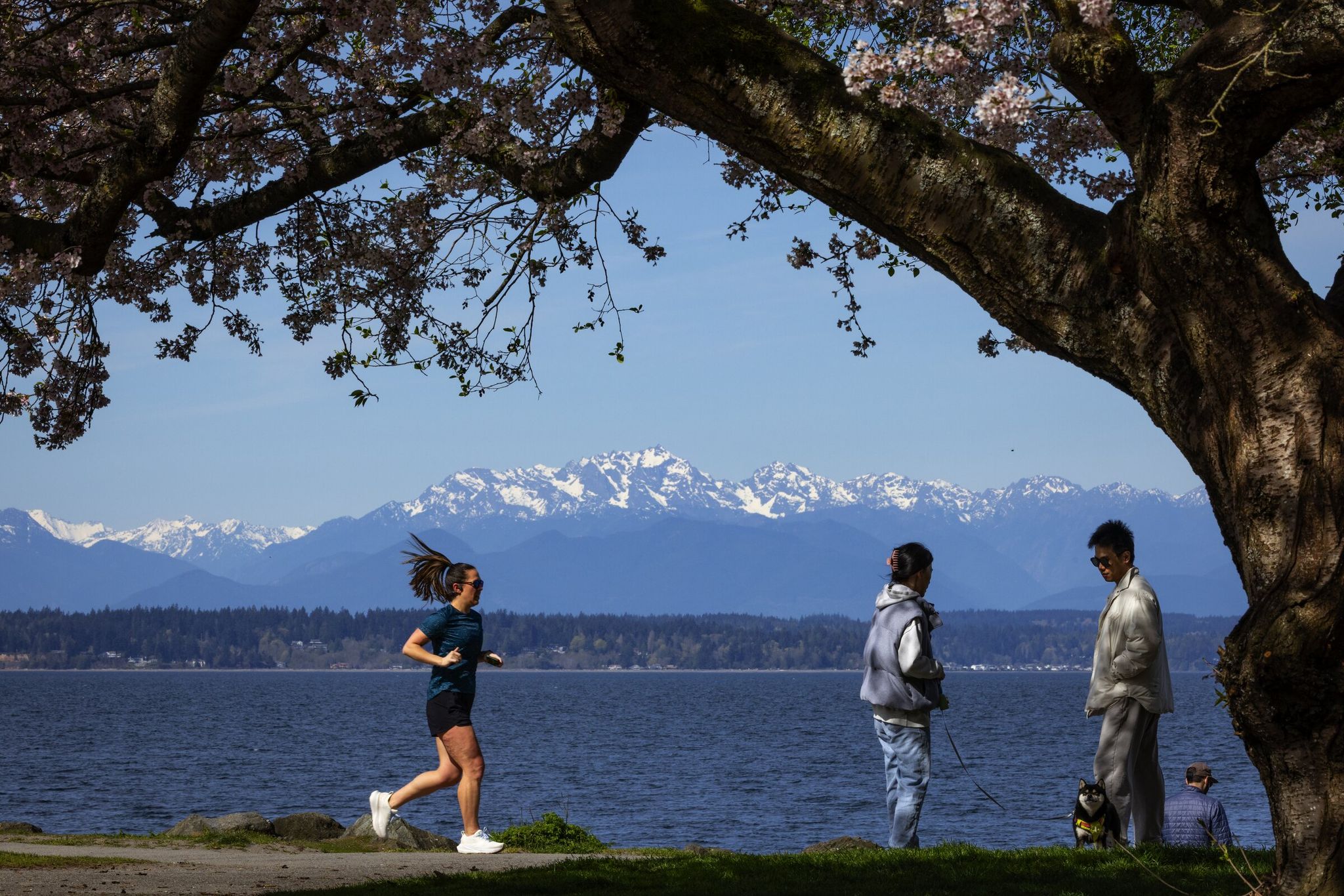 Olympic Mountains visible and sun shining in the Golden Gardens, Sunday, April 5, 2026, in Seattle. (Ken Lambert / The Seattle Times)