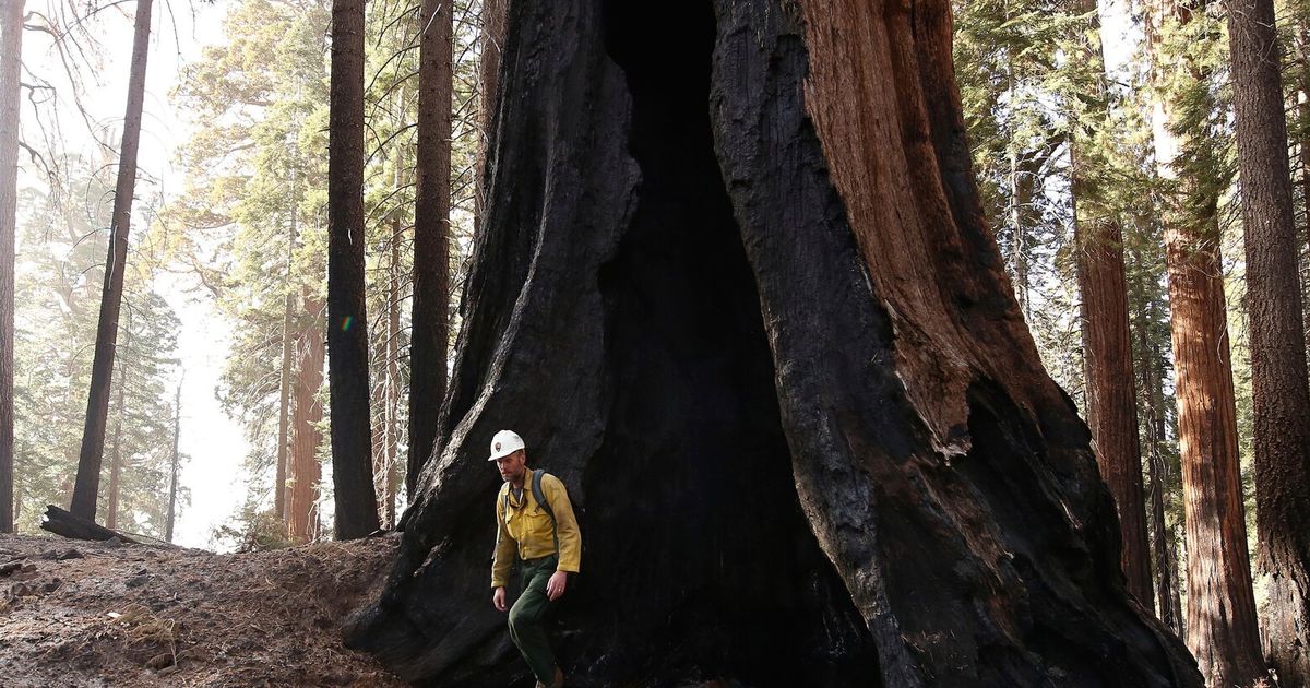 Kebakaran Hutan Membunuh Hampir 20% Sequoia Raksasa Dunia. Bagaimana Kru Berlomba Untuk Menyelamatkan yang Lain