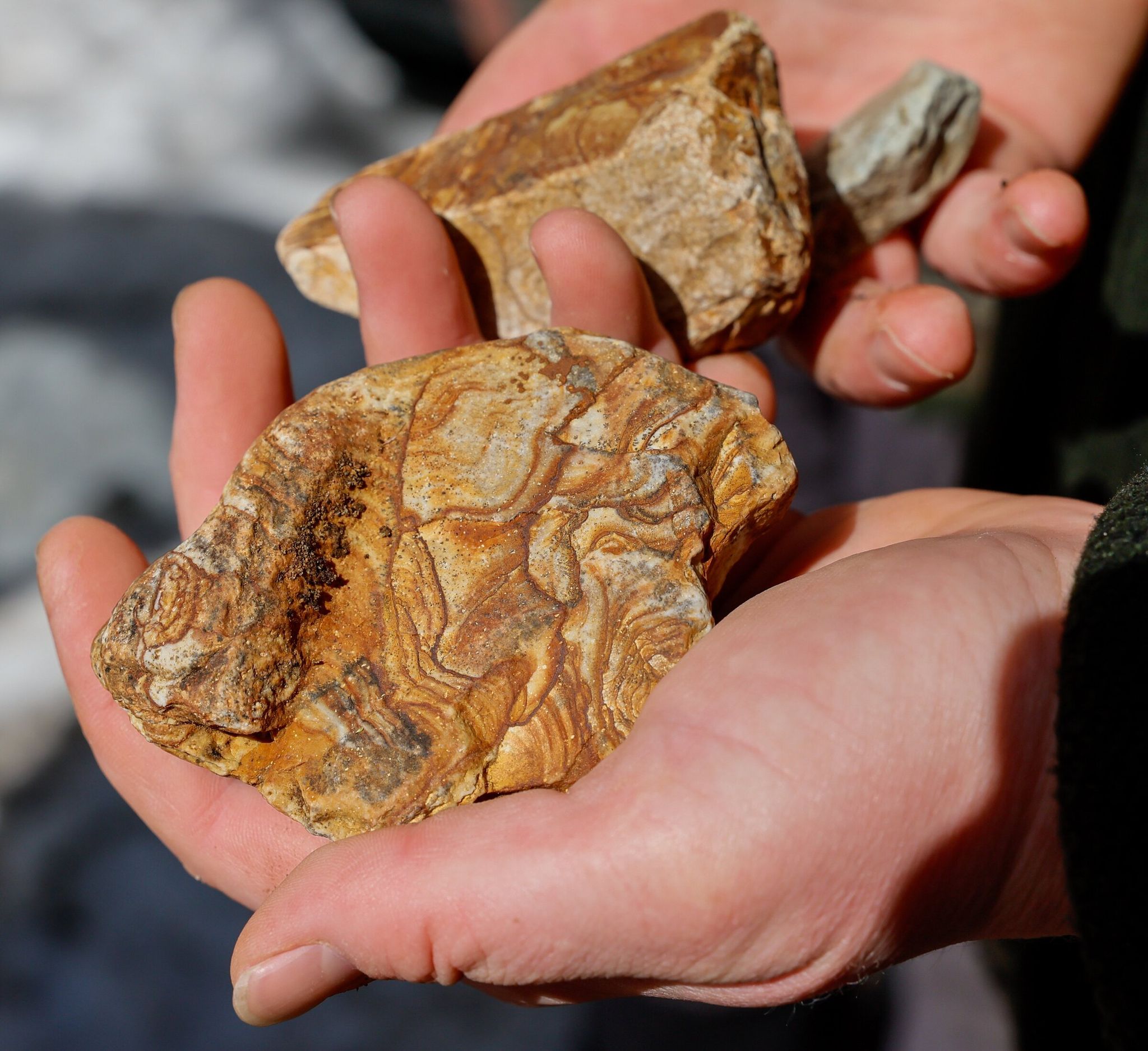 Mariah Crawford holds several samples of picture jasper during a Washington State Mineral Council field trip on March 22, 2026 near Skykomish. (Jennifer Buchanan / The Seattle Times)