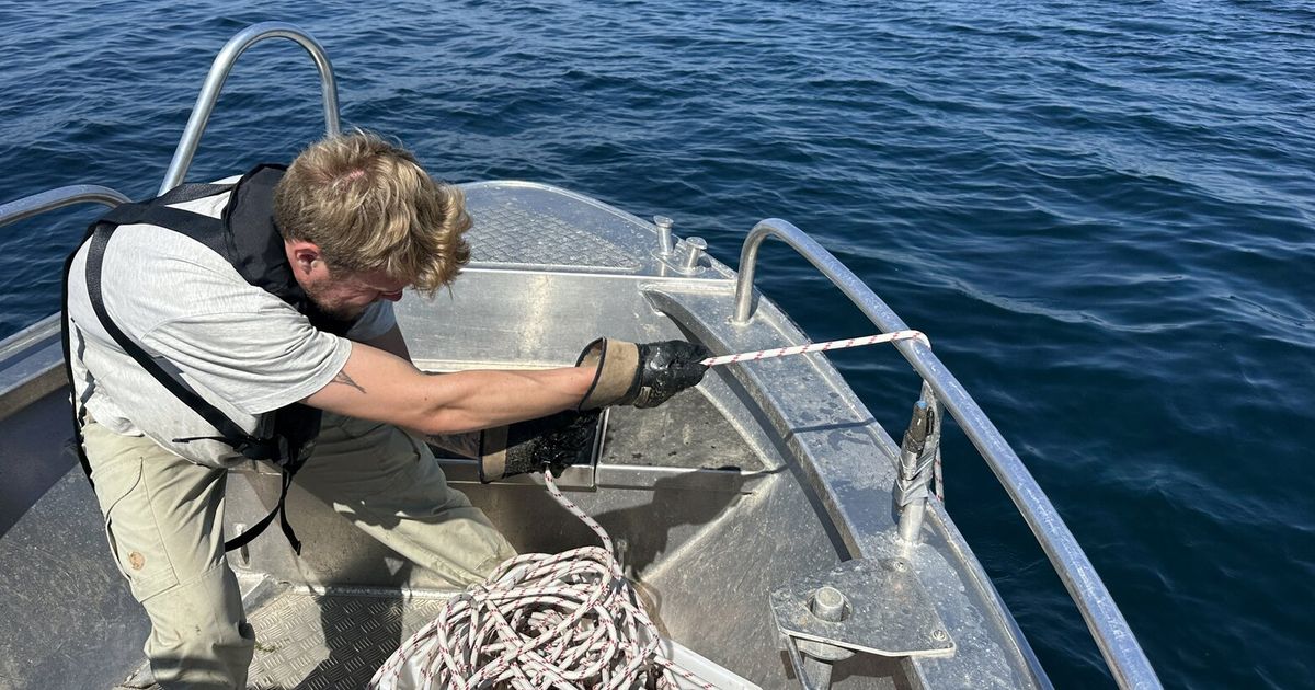 These salmon got high on cocaine. That wasn’t the wildest part