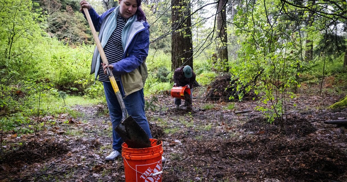 Volunteers at Seward Park spent hours helping to grow baby trees and yanking invasive English ivy and Himalayan blackberry from the forest floor.