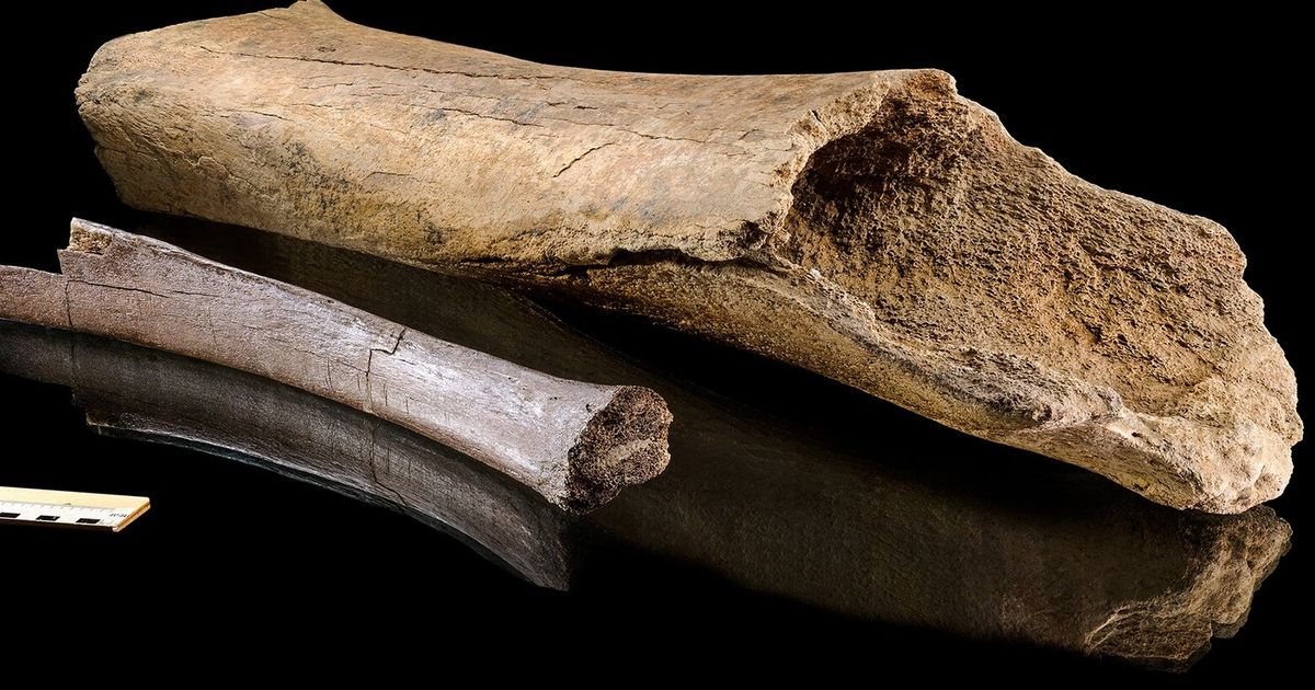 Were Neanderthals able to hunt elephants? The proof is in an ancient bone