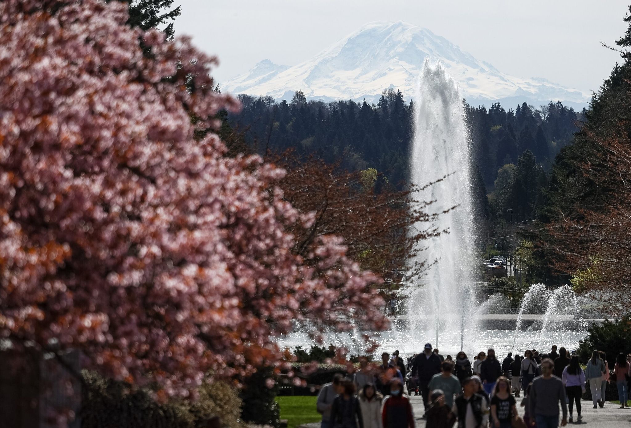 Mount Rainier towers in the distance as people walk beneath cherry blossoms near Drumheller Fountain on the University of Washington campus in Seattle earlier this month. (Nick Wagner / The Seattle Times)