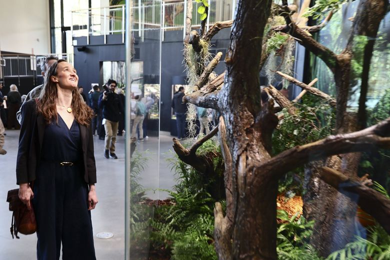 Seattle Mayor Katie Wilson looks over the exhibits in the new Forest Trailhead pavilion at Woodland Park Zoo on Friday. “The city holds this land, and the zoo brings it to life. And together, it becomes something that really belongs to all of Seattle, and that’s what today is about,” Wilson said. “This new Forest Trailhead is a great example of what this kind of partnership can produce.” (Kevin Clark / The Seattle Times)