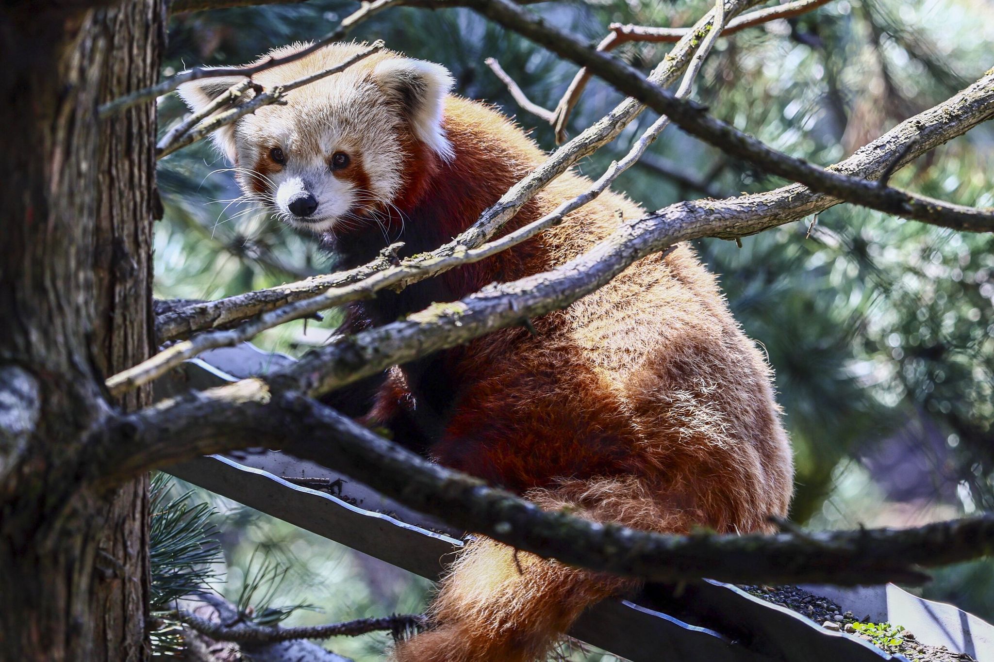 On Friday a red panda perches in a tree at the new Forest Trailhead at Woodland Park Zoo. In addition to tree kangaroos and the red panda, visitors, the zoo says, can see kea parrots from New Zealand and nearly 20 species of reptiles, amphibians and fish. (Kevin Clark / The Seattle Times)