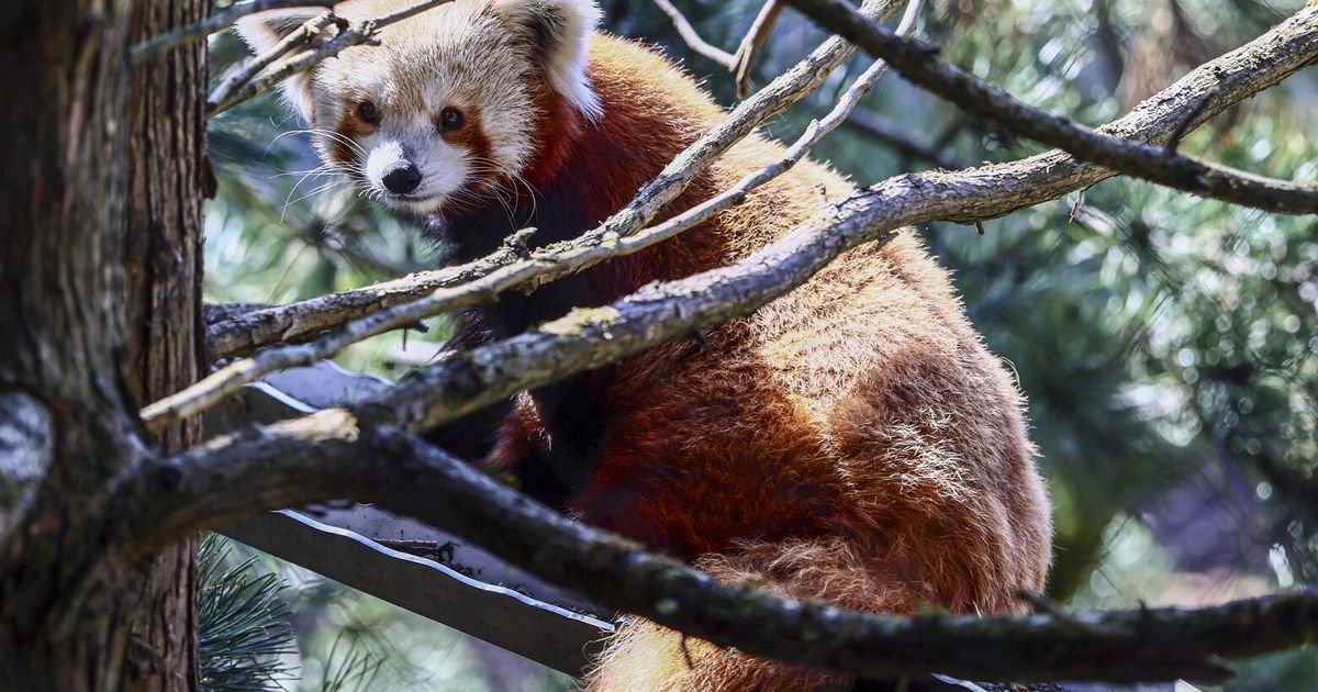 The zoo’s latest exhibit features a two-story building with a canopy path and includes forest animals from tree kangaroos to endangered reptiles and amphibians.