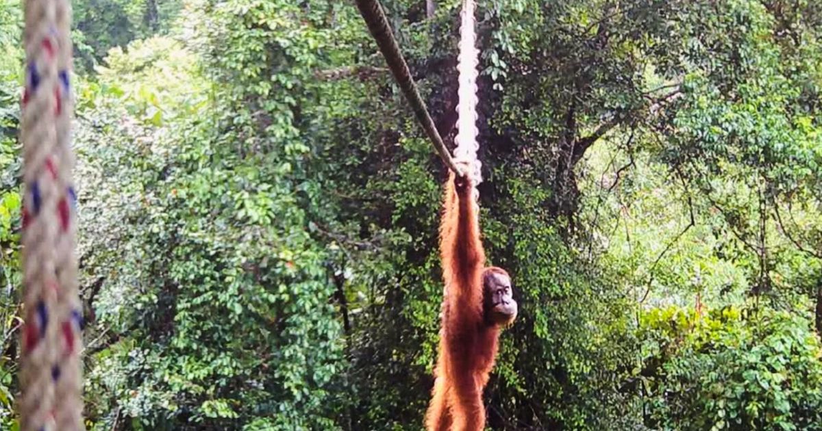 Camera trap shows Sumatra orangutan using a canopy bridge to cross a public road in Indonesia