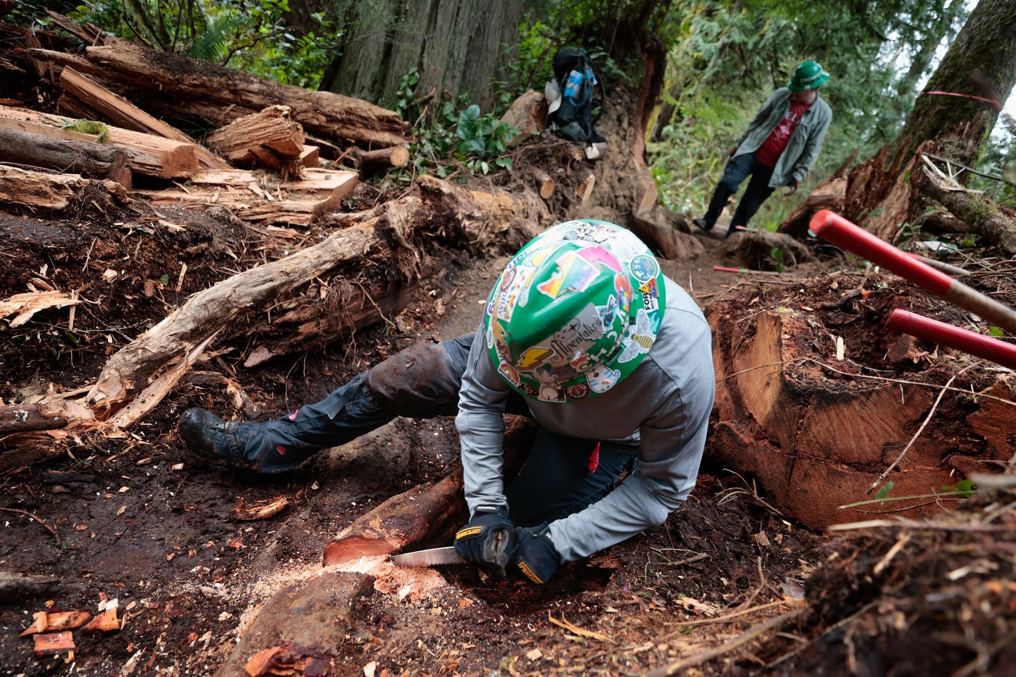 Tim Verkist of Seattle removes a large tree root during a Washington Trails Association work party building a new loop trail near Lake Cassidy that connects to the Centennial Trail in Lake Stevens. (Karen Ducey / The Seattle Times)