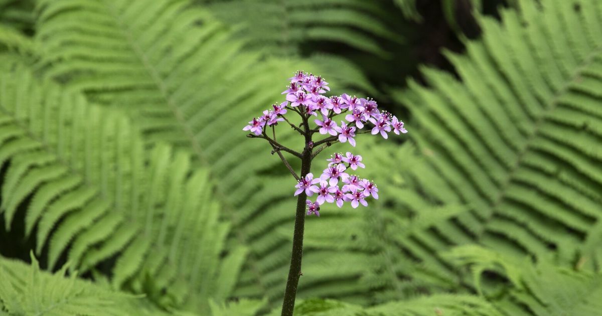 These Seattle-area wildflower walks are perfect for a Mother’s Day outing