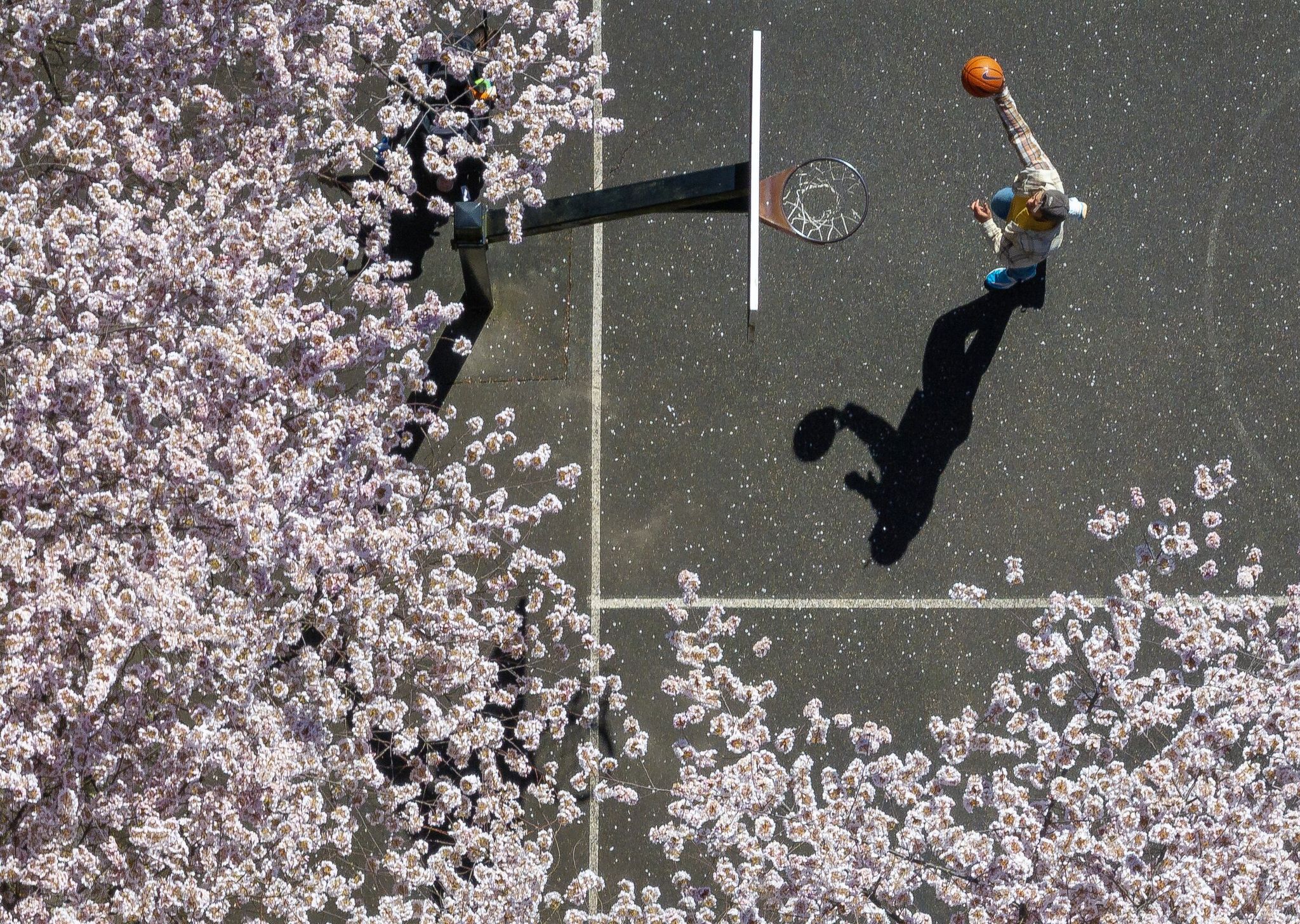 Nick Georgia hoops under cherry blossoms at Wapato Hills Park on Monday, March 30, 2026, in Tacoma. (Nick Wagner / The Seattle Times)