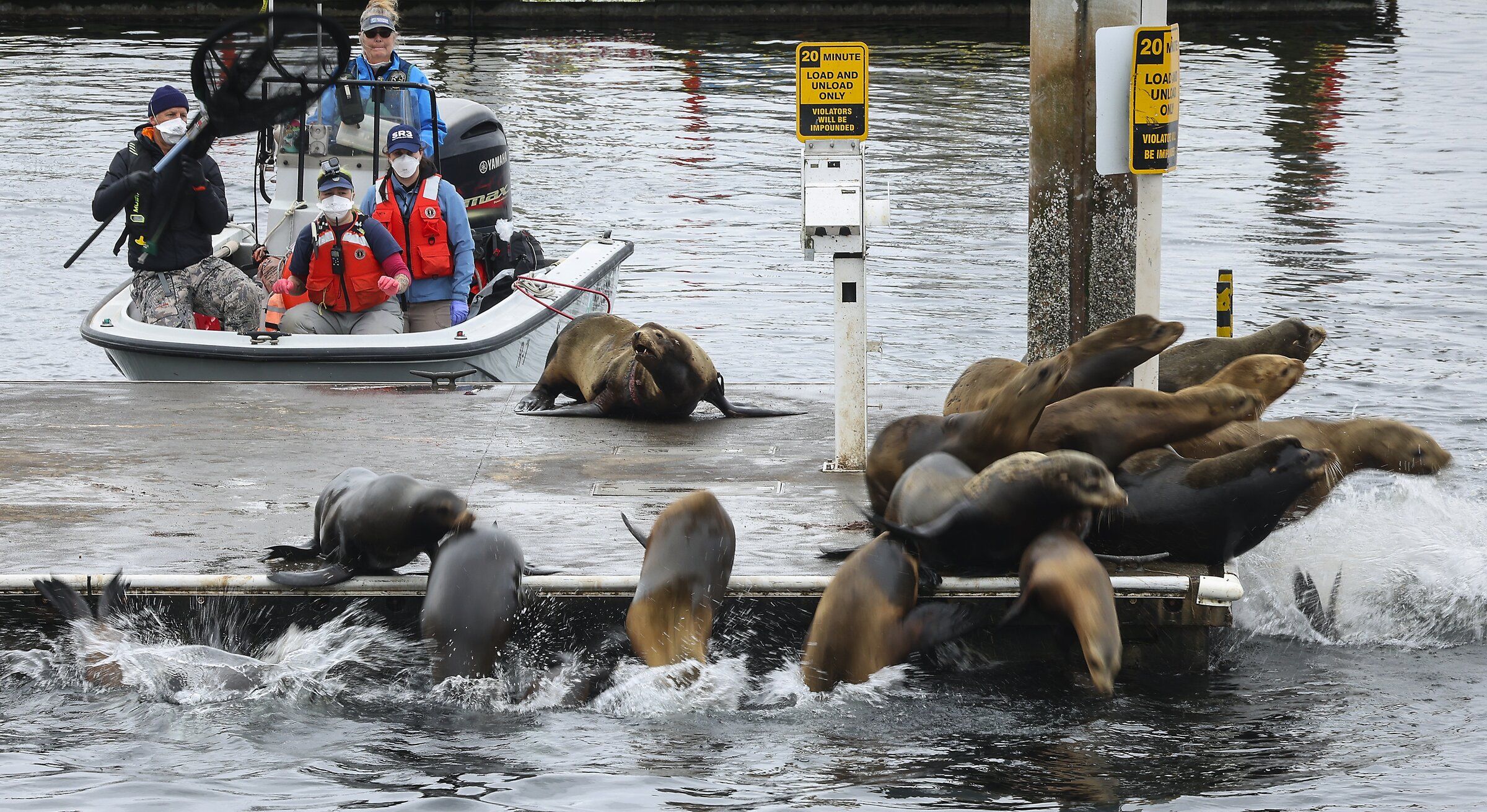 Sea lions dive in at Seattle's Shilshole Bay | The Seattle Times