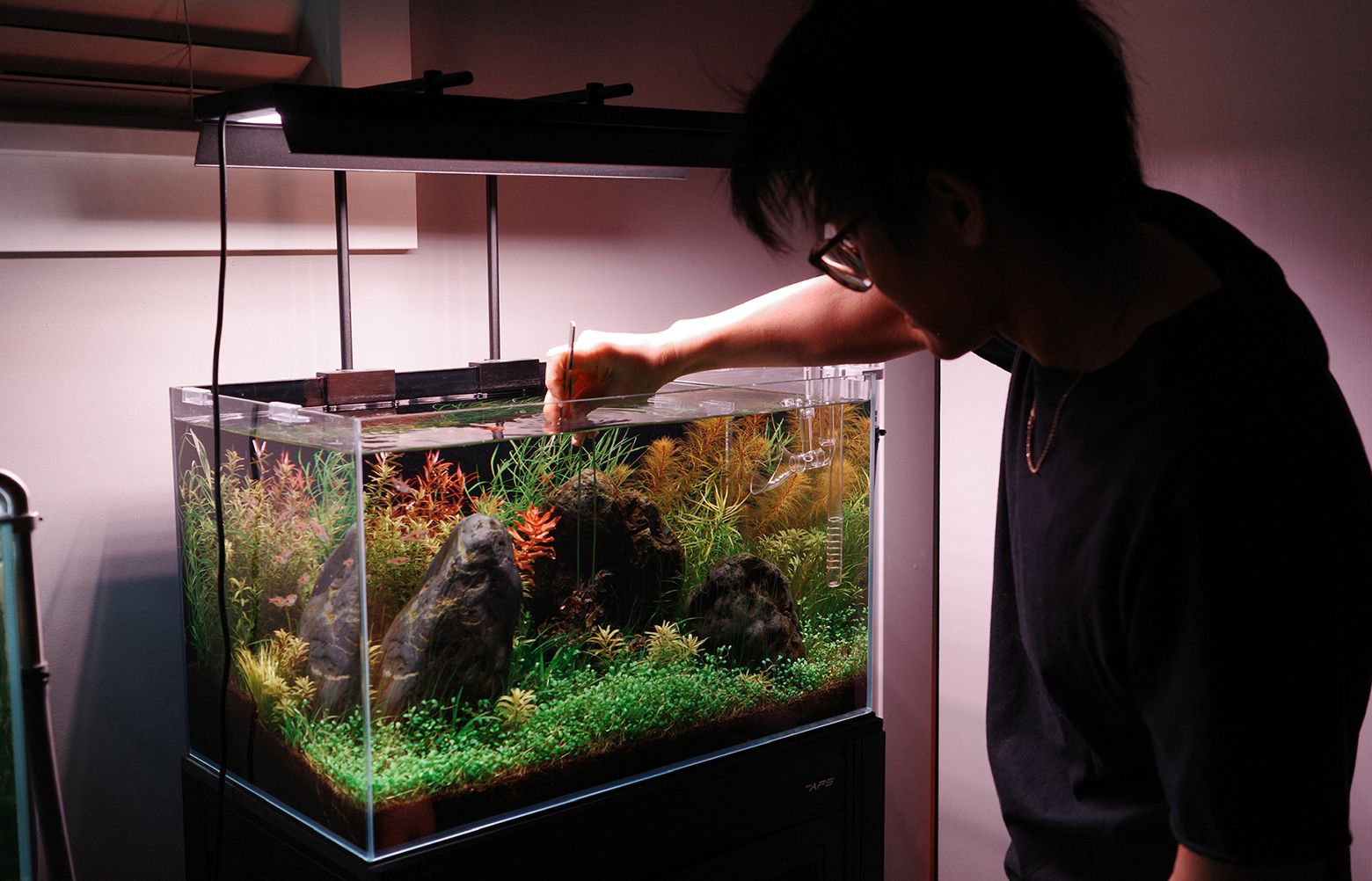 Planted aquariums brighten rooms and moods | The Seattle Times