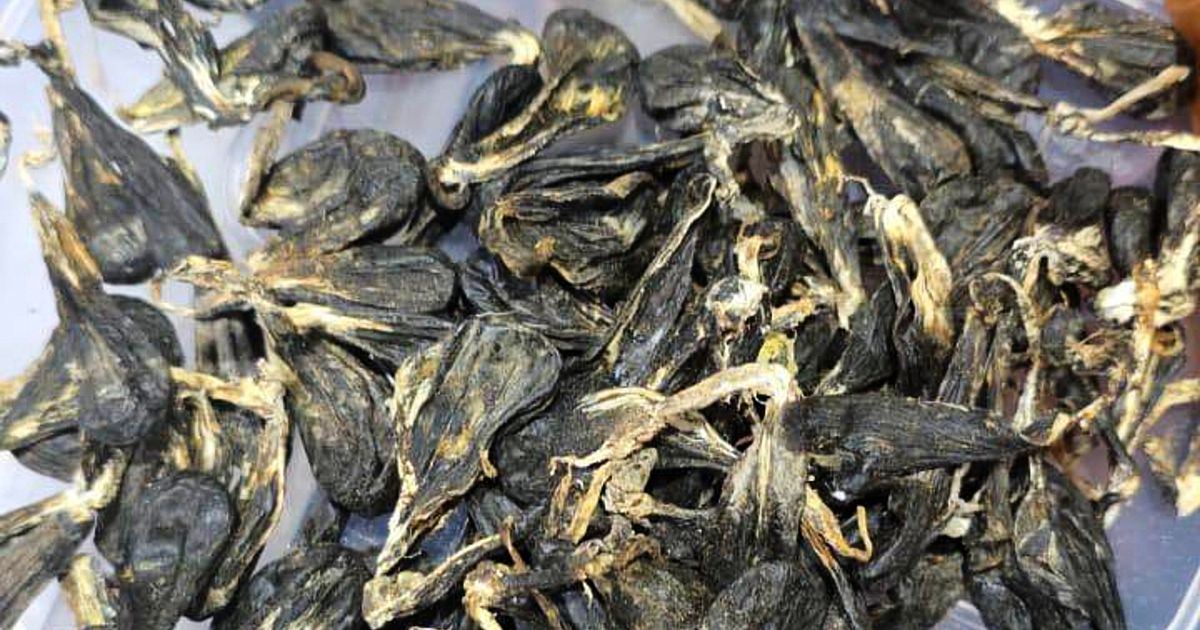 Vietnamese man pleads guilty to possessing protected python parts in ...