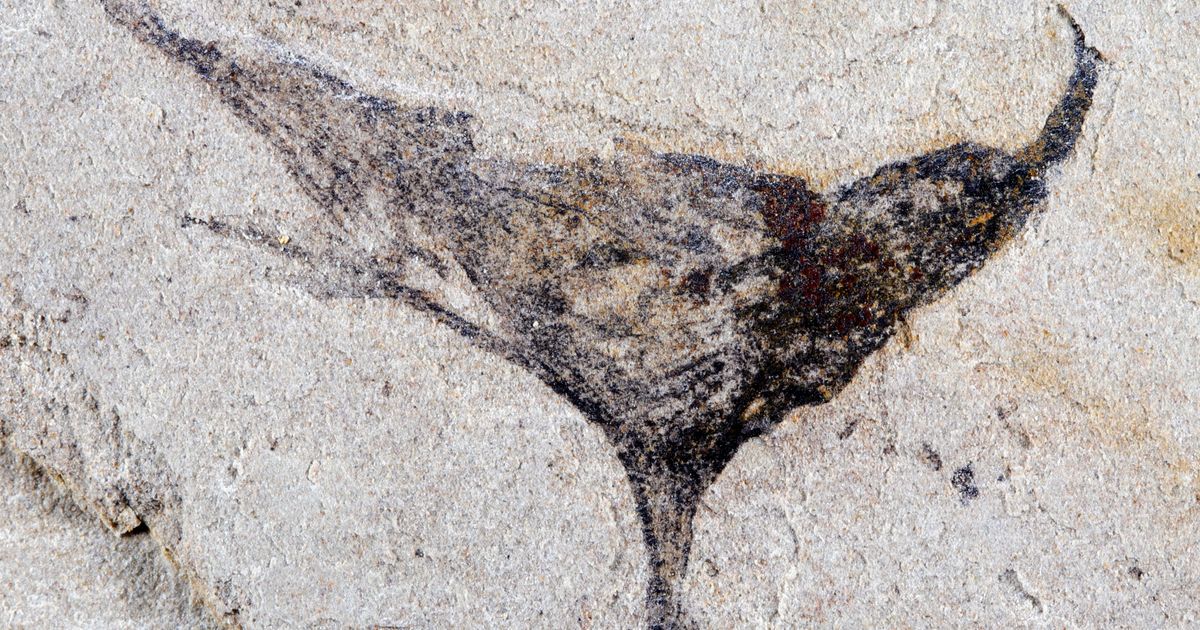 How we came to be: Scientists get first look at the evolution of early complex animals