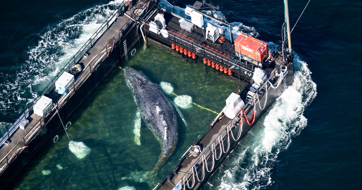 Humpback whale ‘Timmy’ released in the North Sea after weeks stranded off Germany