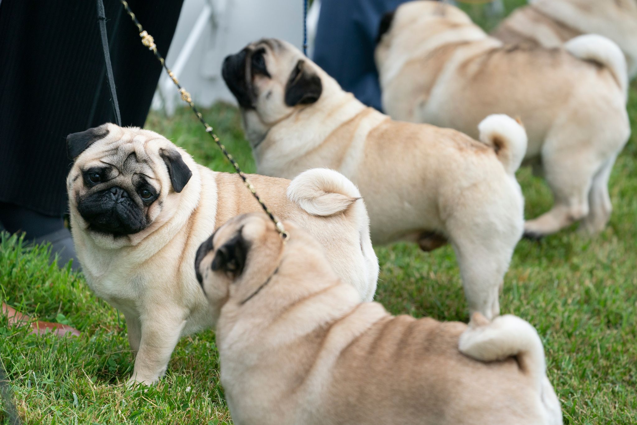A group of Pugs judged outdoors at the 145th annual Westminster Kennel Club dog show, June 12, 2021, in Tarrytown, New York. (AP Photo/John Minchillo, archive)