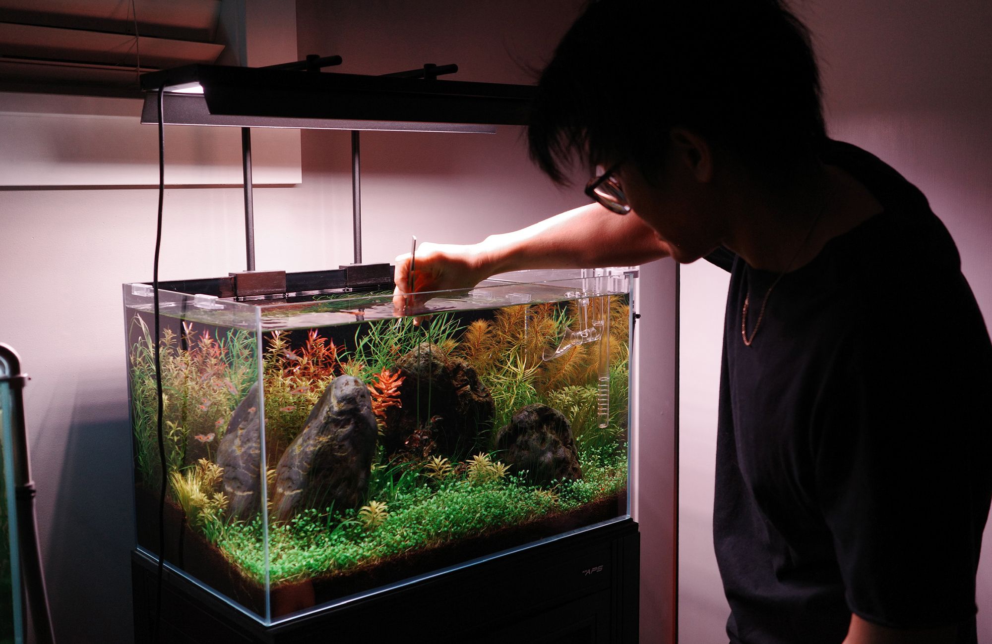 Planted aquariums brighten rooms and moods | The Seattle Times
