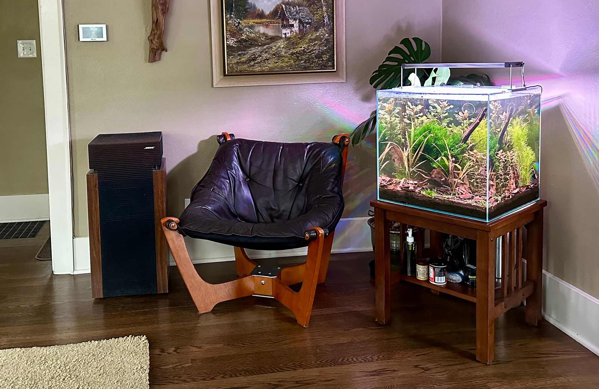 Planted aquariums brighten rooms and moods | The Seattle Times