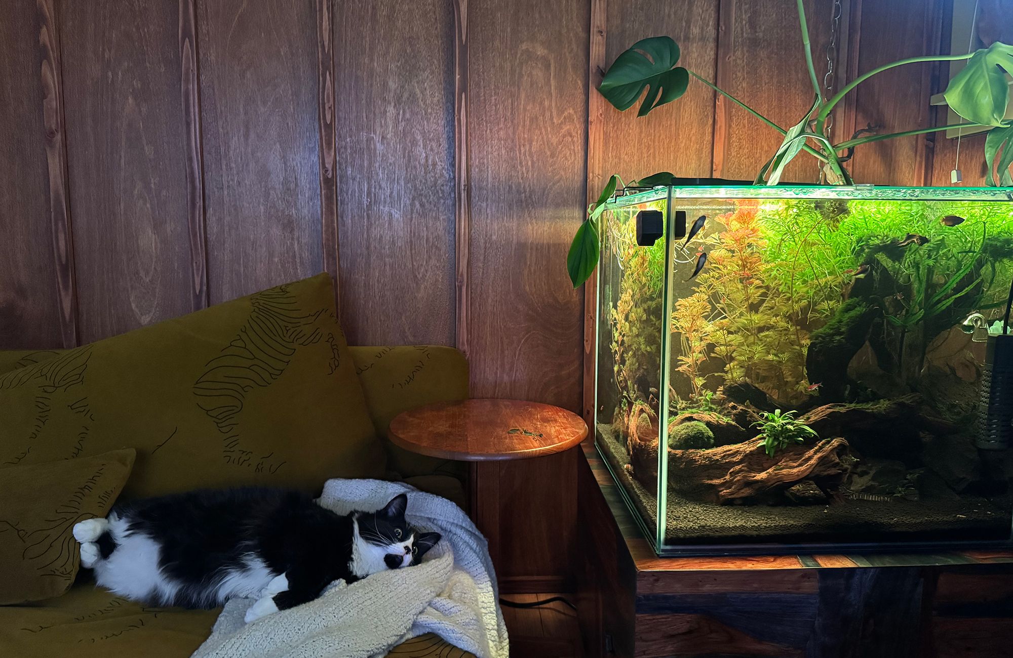 Planted aquariums brighten rooms and moods | The Seattle Times
