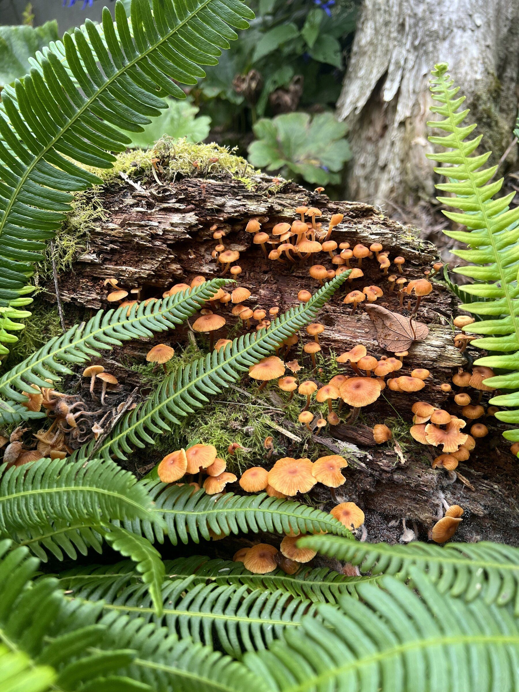 Fungi growing on a rotting log indicate a healthy mycological community in the garden. (James Gagliardi)