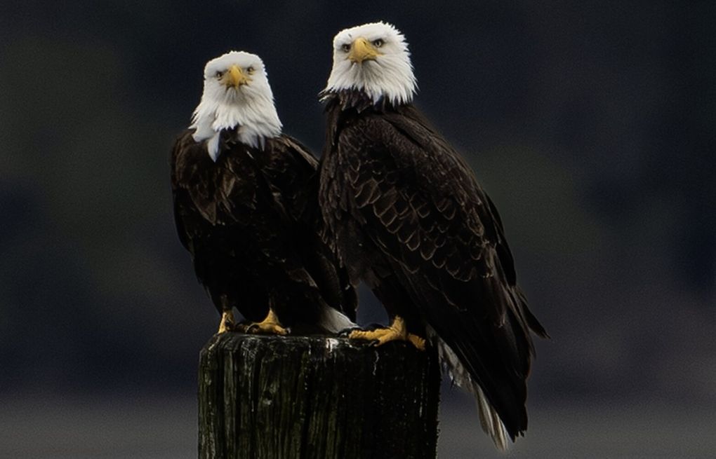 Quizzical, comical eagle duo makes a scene on Vashon Island