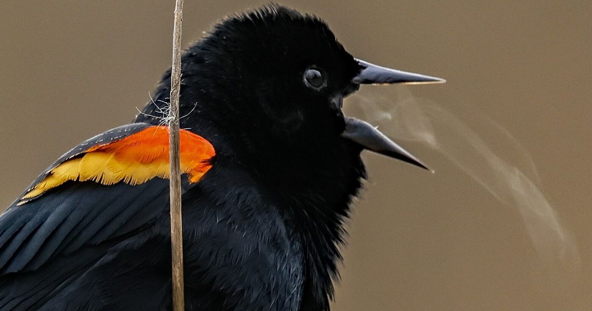 Songbird's breath captured