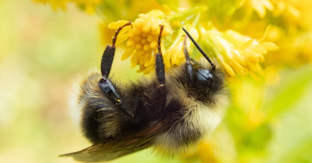Spread the word about WA's pollinating, hardworking Western bumblebee | Op-Ed