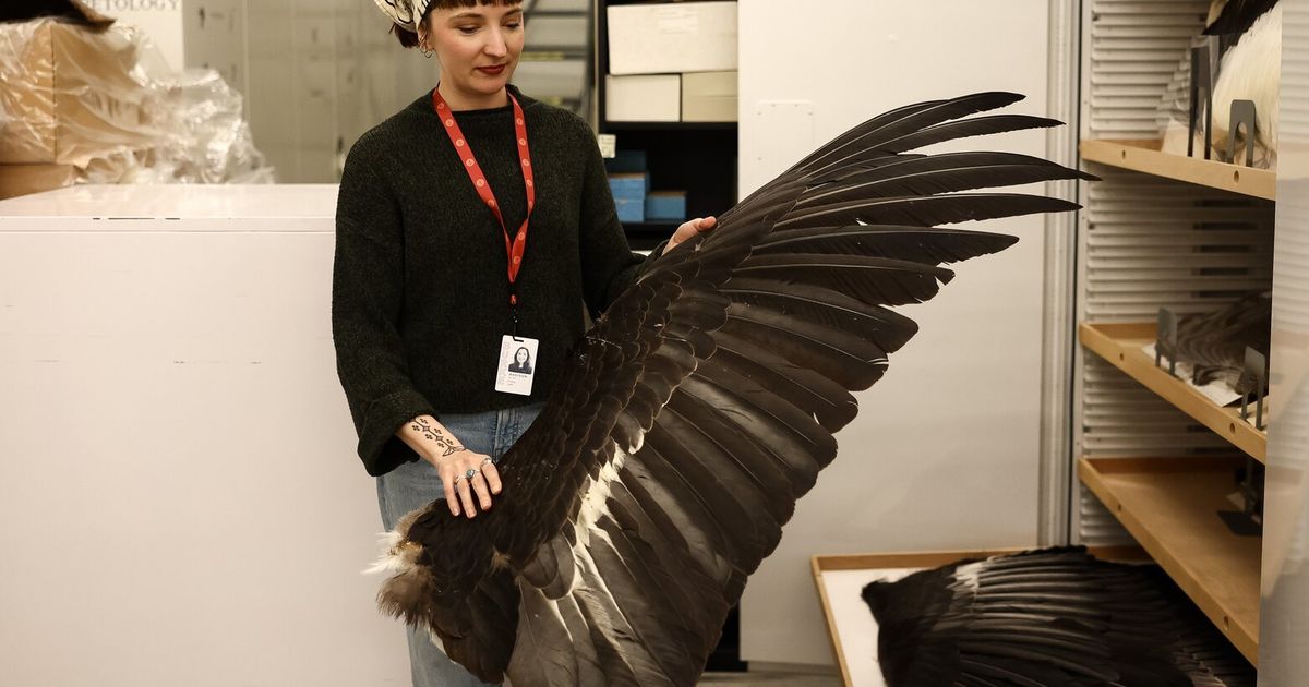 41,000 wings are on the UW campus, but they're not for eating