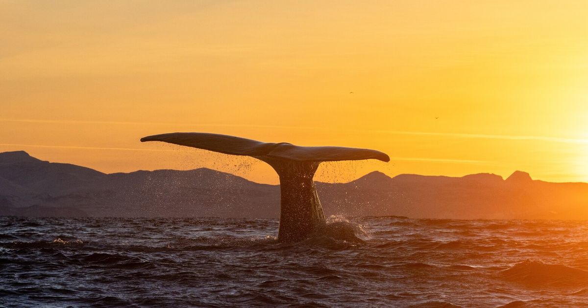 Clear waters, murky morals: When humans swim with killer whales
