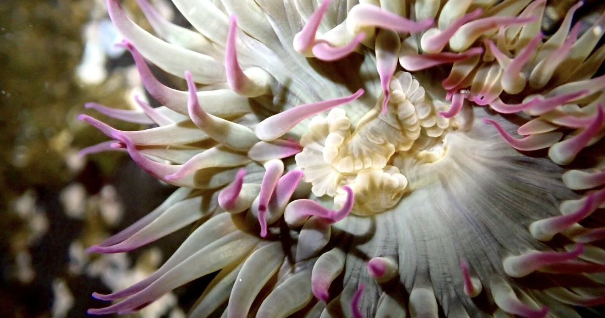 Underwater photo reveals flowerlike predator