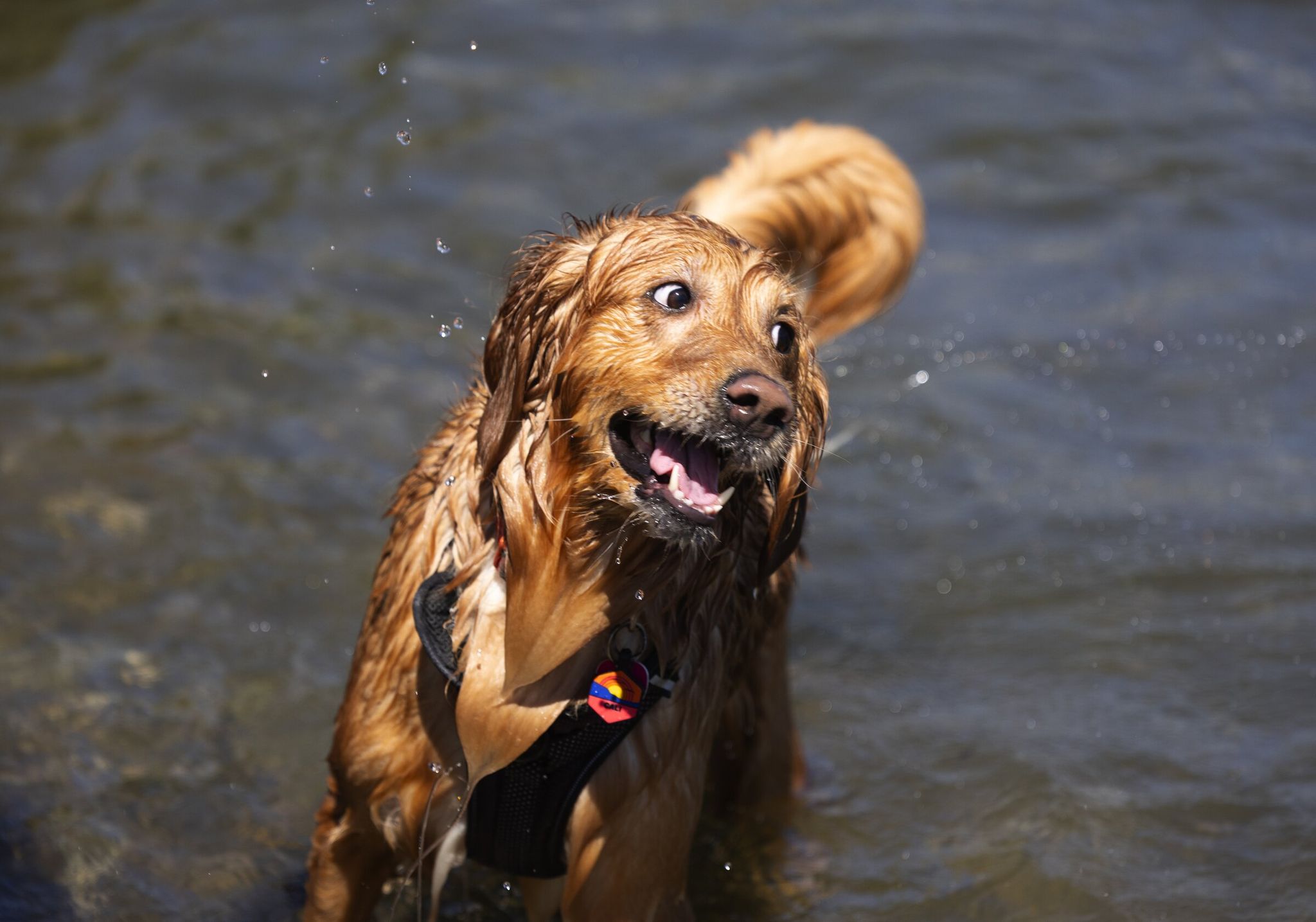 Kali couldn’t get enough of Lake Union, where she paused between runs after chasing a big stick on Sunday afternoon in Seattle as summerlike temperatures climbed into the high 70s (°F). (Ken Lambert / The Seattle Times)