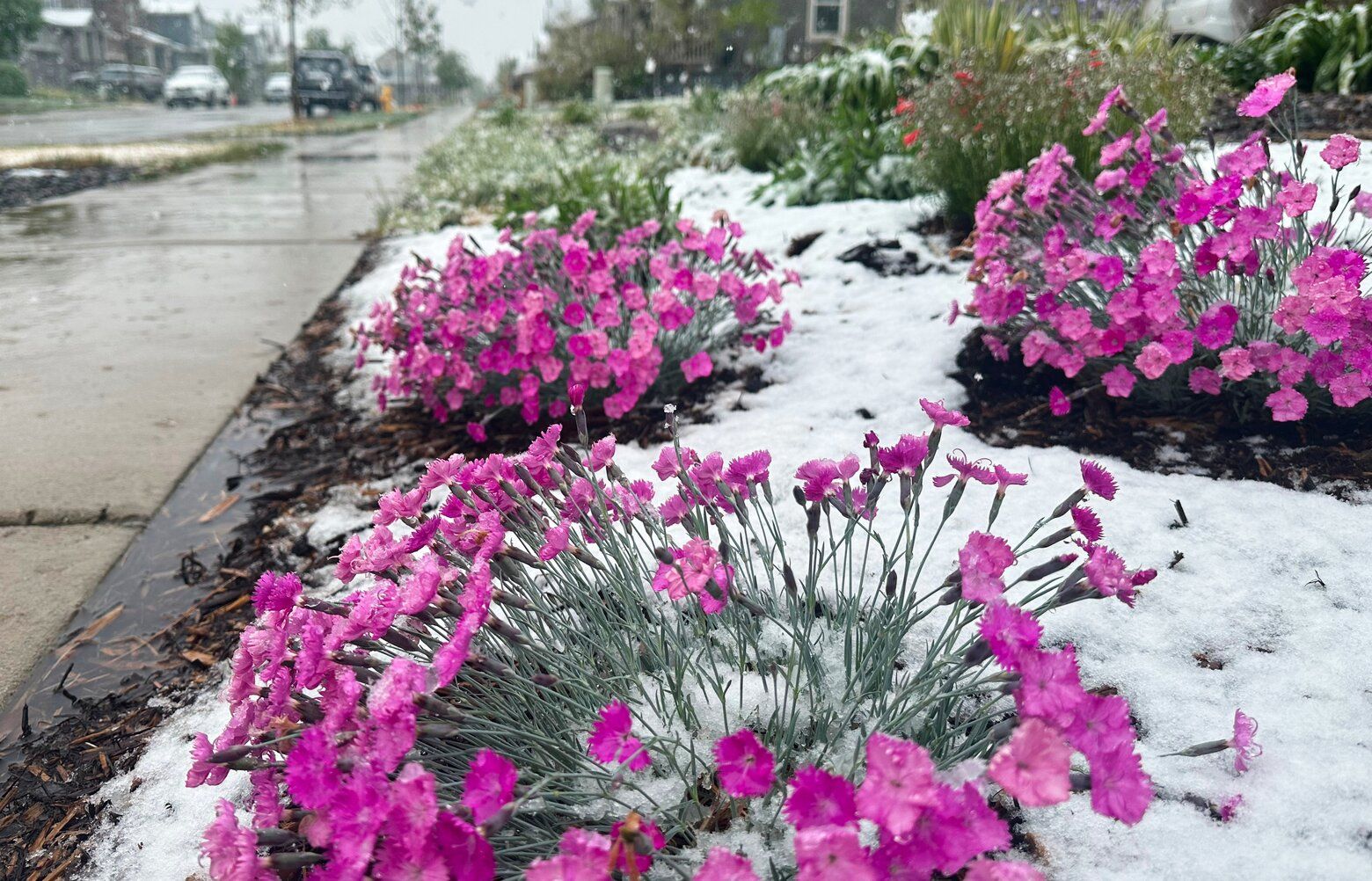 Spring plans meet snow in Denver as a late storm could be the