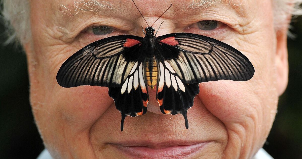 David Attenborough, the excited but hushed voice of nature programs, turns 100