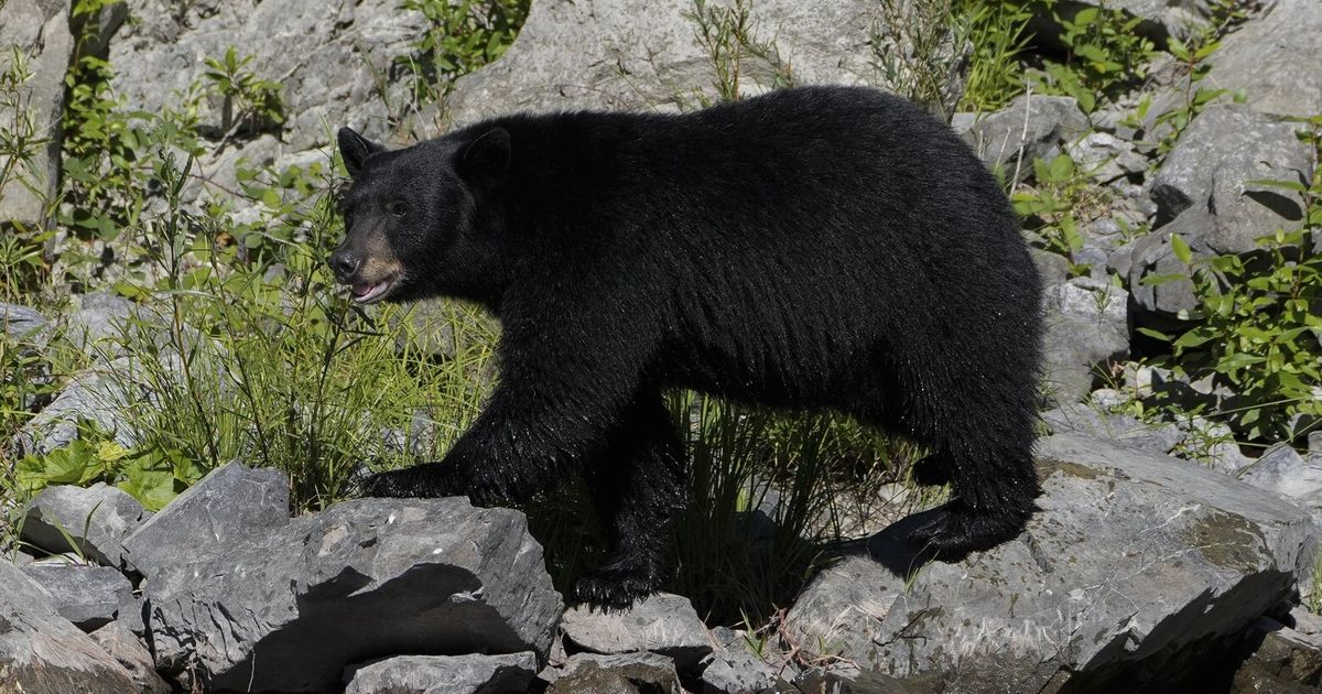 Black bear fatally mauls uranium contractor in northern Canada