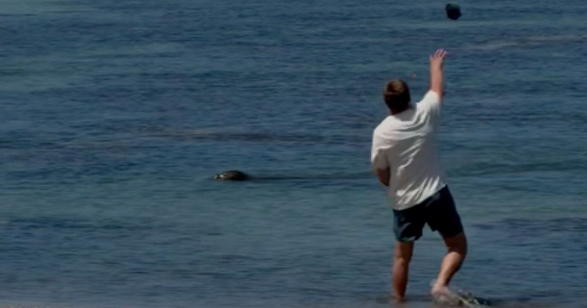 Seattle judge orders WA man back to Hawaiʻi, where prosecutors say he threw rock at monk seal