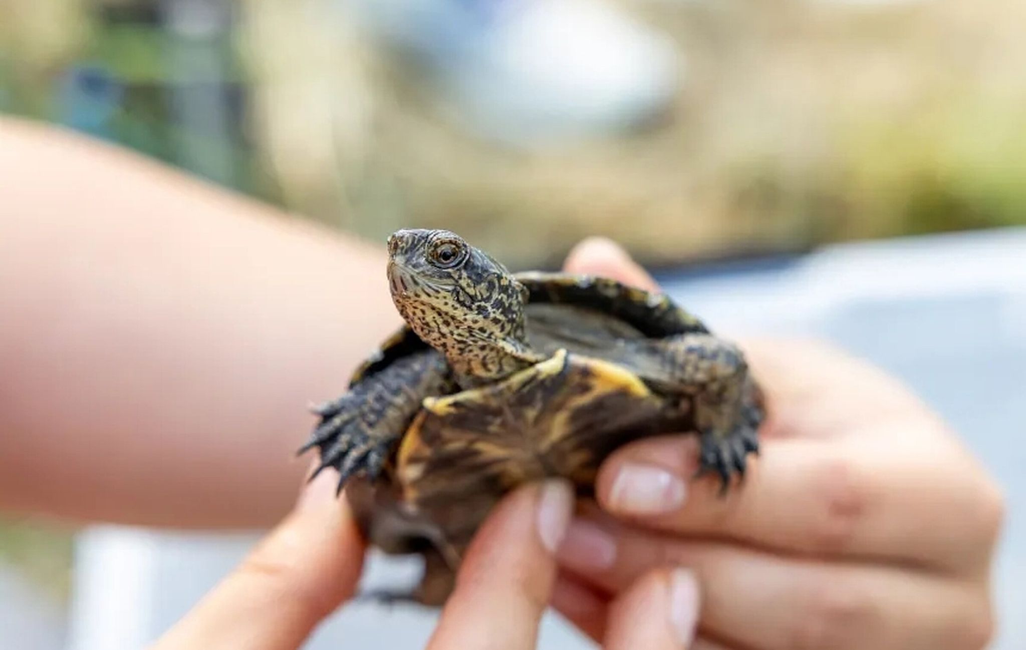 A northwestern pond turtle yearling is examined before being released to a Washington Department of Fish and Wildlife recovery pond in Pierce County. (WDFW photo)