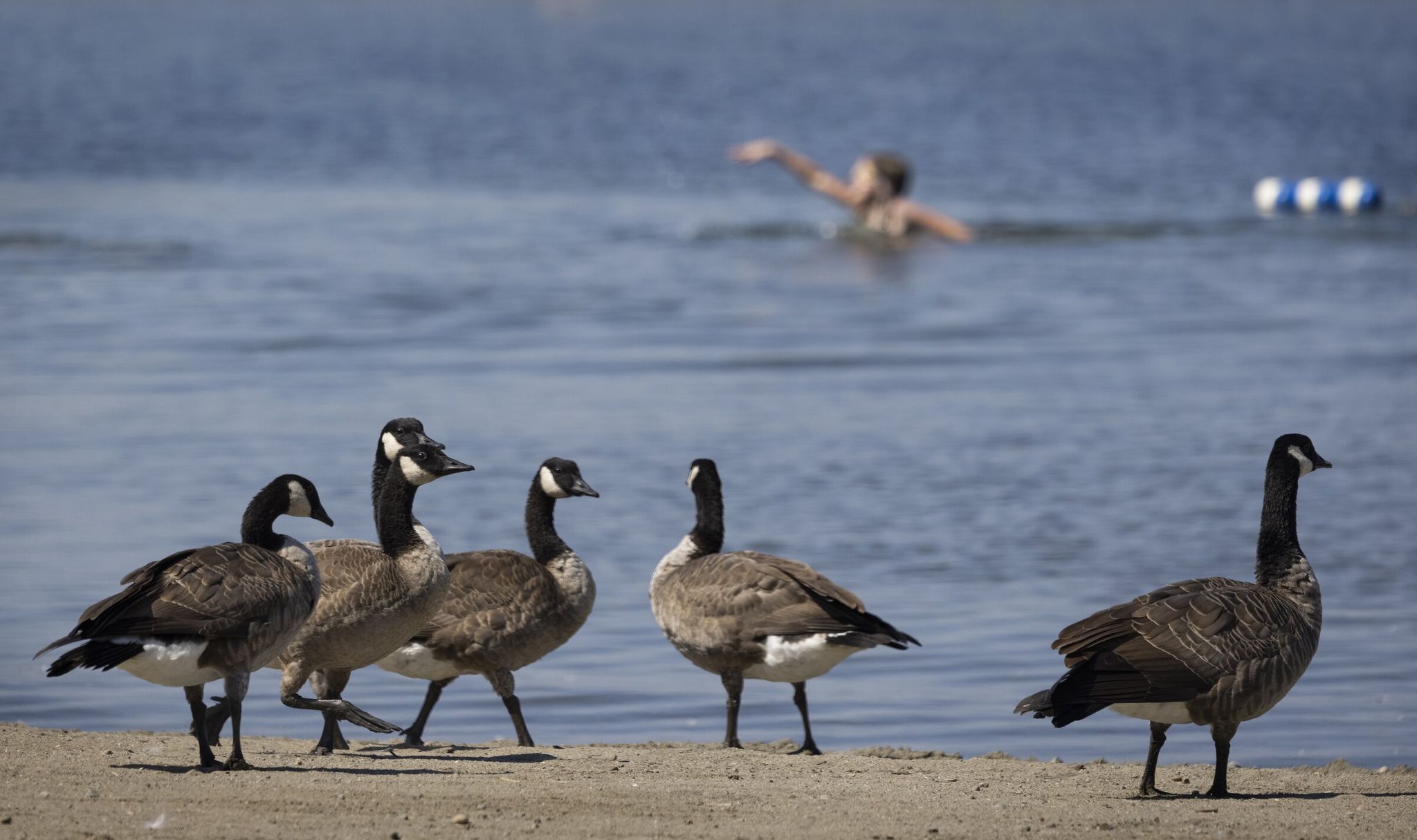 Geese walk along the shore at Gene Coulon Memorial Beach Park in Renton. (Ellen M. Banner / The Seattle Times, 2025)