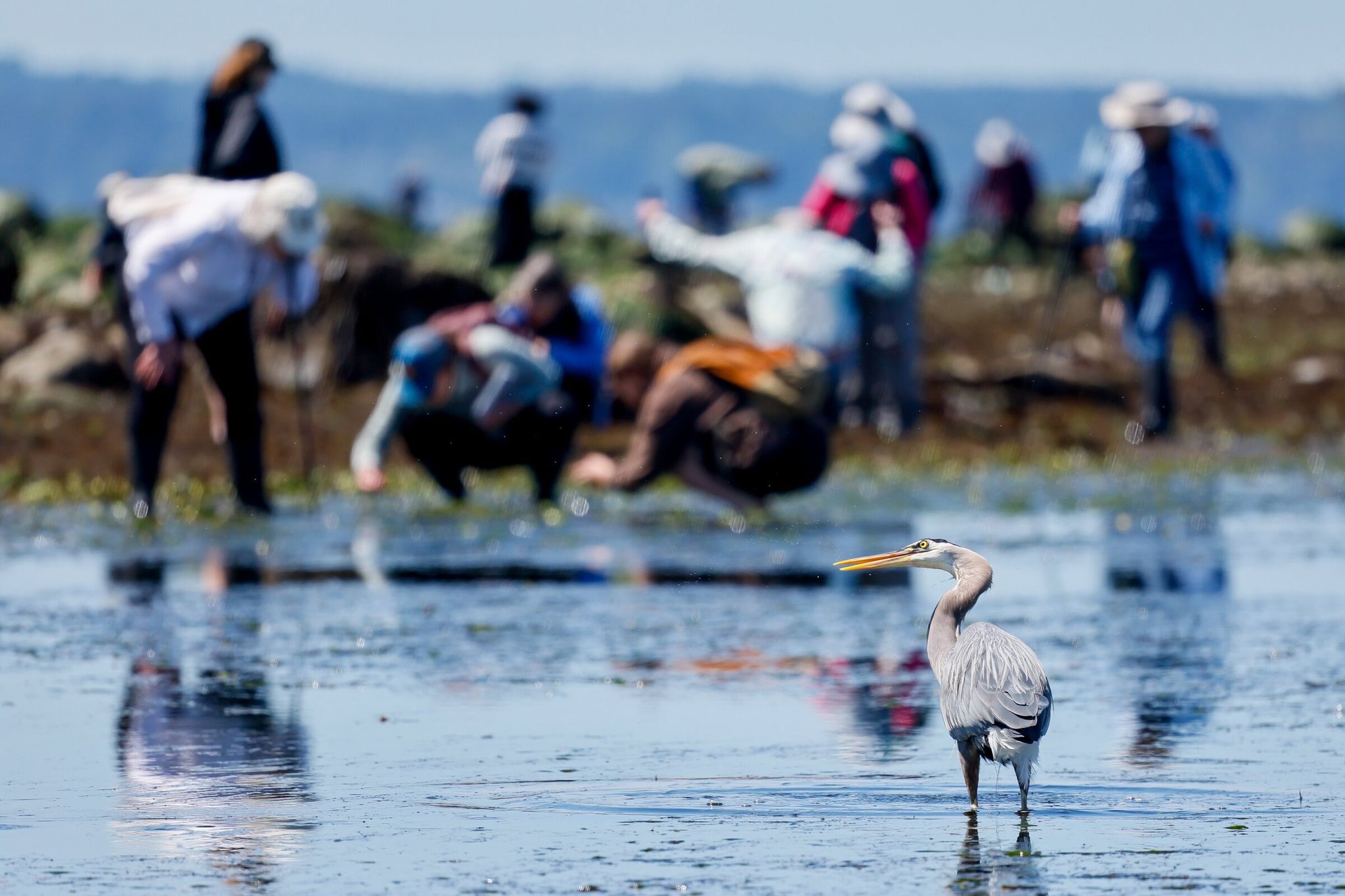 A great blue heron eyeballs lunch in a shallow eel grass bed as tide pool fans search the beach for creatures during low tide at Golden Gardens last May. A super low tide happens Monday at noon. (Jennifer Buchanan / The Seattle Times)