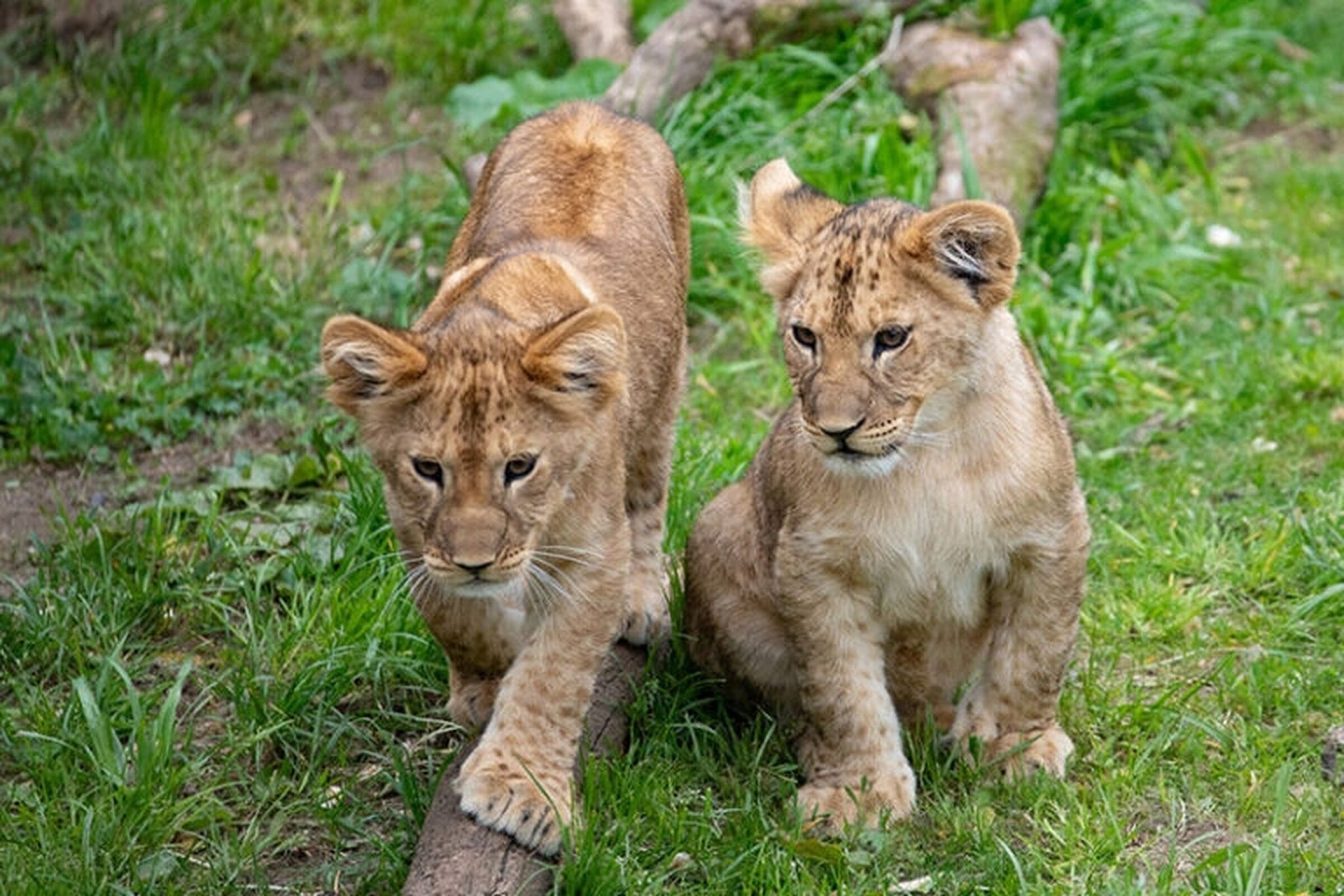 Woodland Park Zoo’s new lion cubs, Kamari and Zawadi. (Jeremy Dwyer-Lindgren / Woodland Park Zoo)