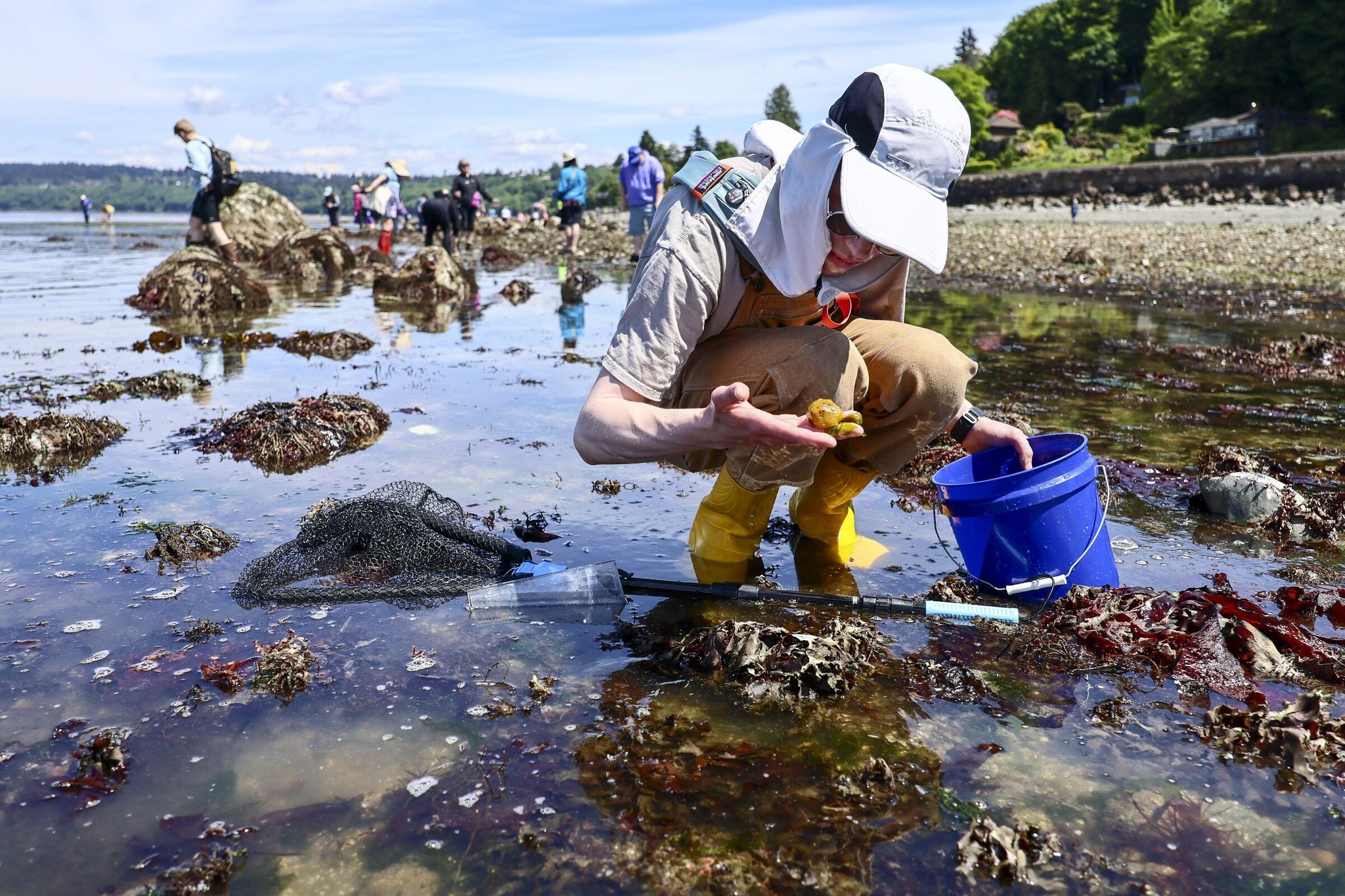 Dinko De Forest examines sea life during low tide Monday afternoon at Golden Gardens in Seattle. (Kevin Clark / The Seattle Times)