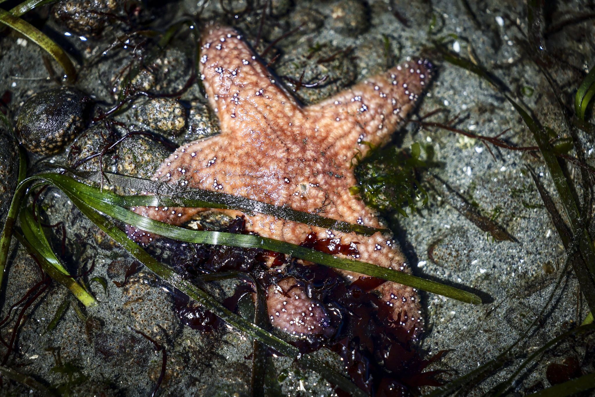 A soft sea star, Patiria miniata, exposed by the low tide on Monday afternoon at Golden Gardens in Seattle. (Kevin Clark / The Seattle Times)