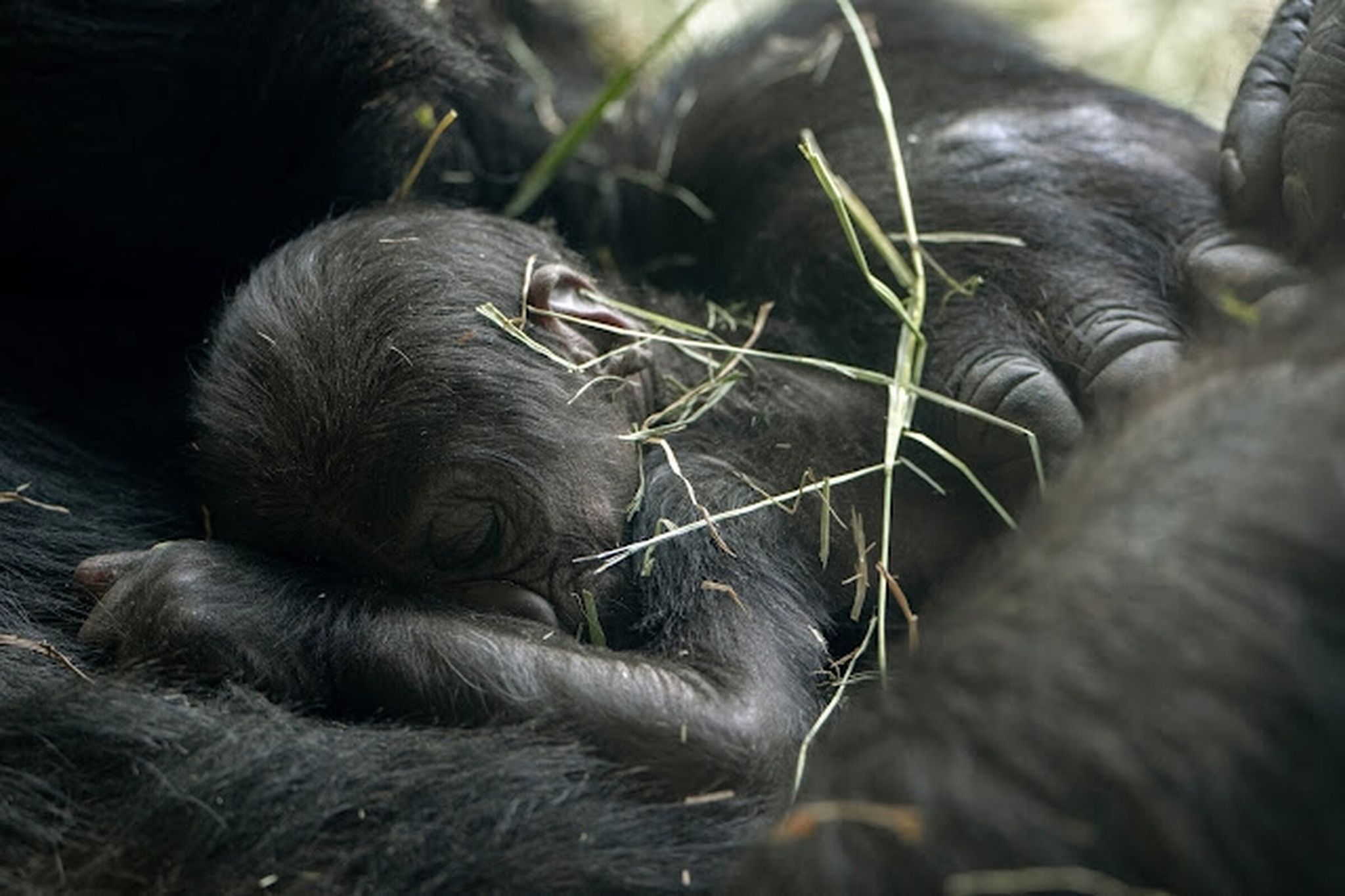 Jamani, a western lowland gorilla, gave birth to her baby Monday at Woodland Park Zoo. (Jeremy Dwyer-Lindgren / Woodland Park Zoo)