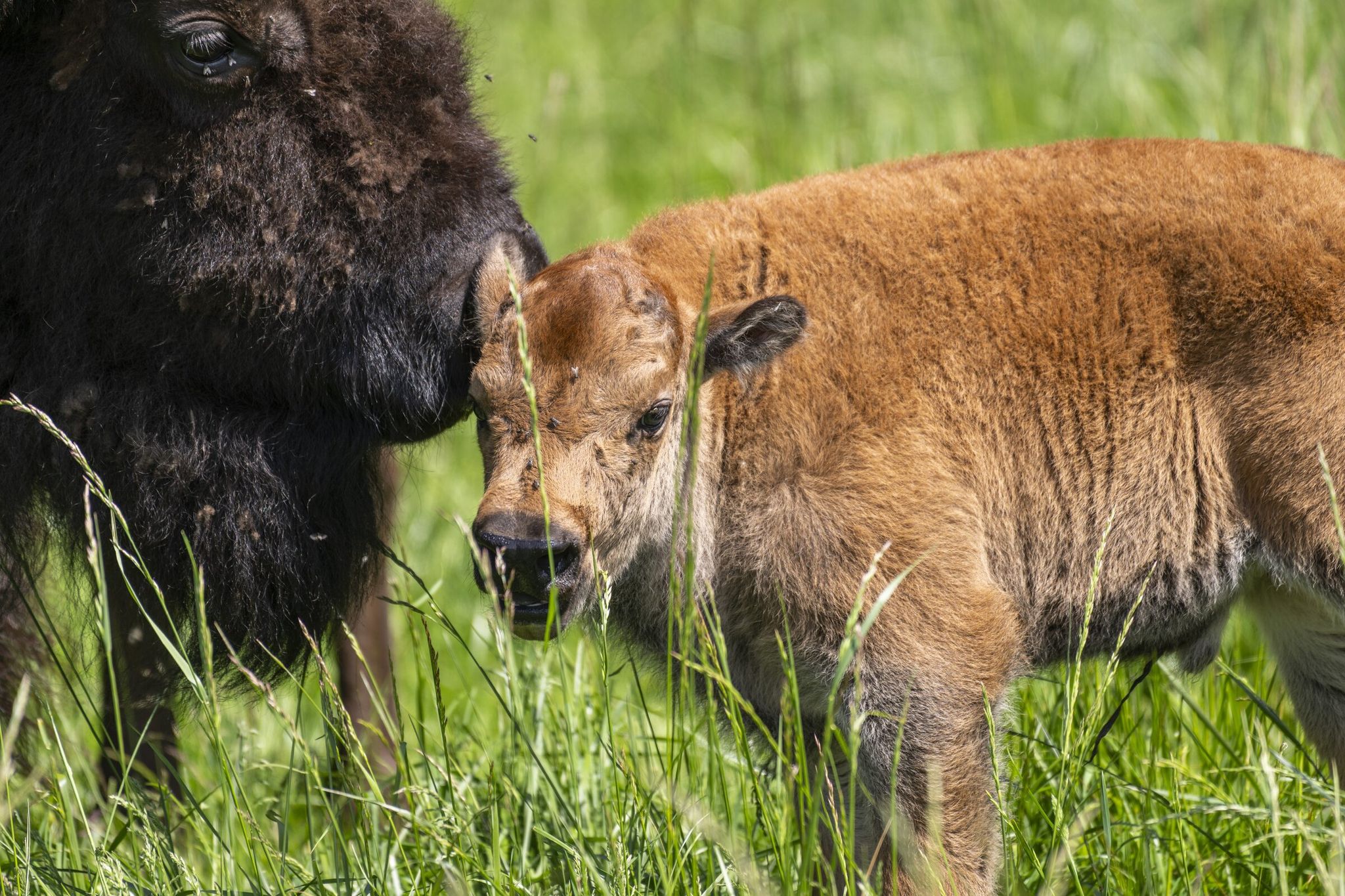A male calf named Torrent near his mother Rainy on May 12. Two American bison calves were born within a week of each other at Northwest Trek Wildlife Park. Torrent was born on May 8. (Katie G. Cotterill / Northwest Trek Wildlife Park)