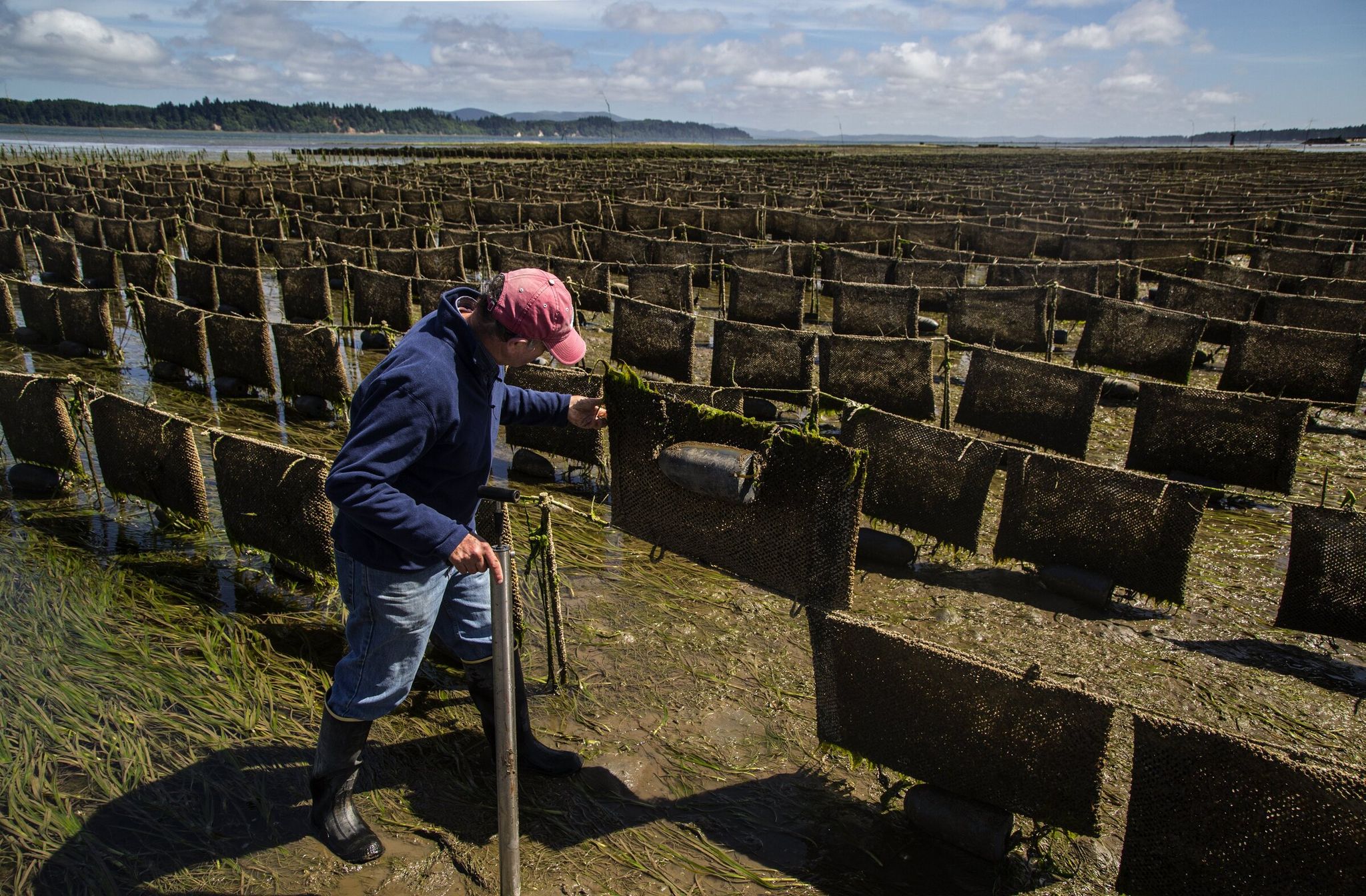 Washington State University scientist Kim Patten examines a suspended bag used to flip oysters for Taylor Shellfish during a low tide in Willapa Bay. Shellfish growers use different methods to lift oysters off the mud surface where ghost shrimp live. (Steve Ringman / The Seattle Times, 2015)