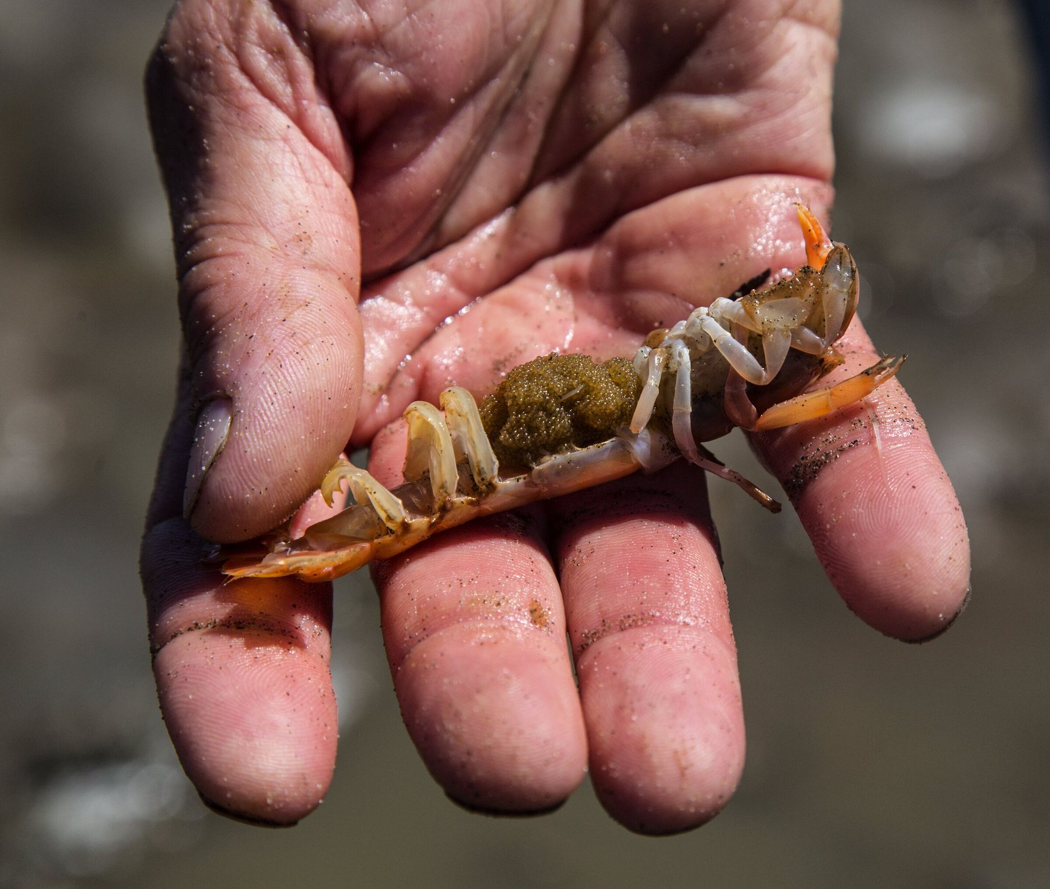 A female ghost shrimp in the hand of Washington State University researcher Kim Patten after being dug up from an oyster bed in Willapa Bay. (Steve Ringman / The Seattle Times, 2015)