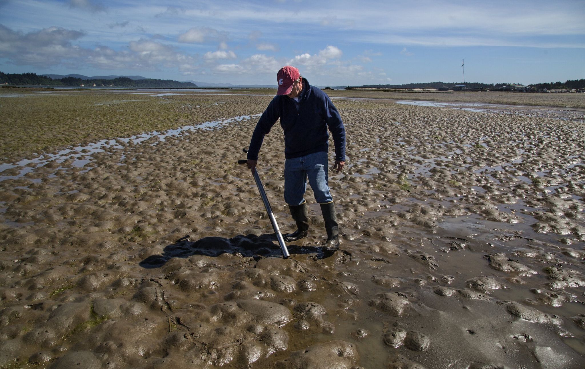 Washington State University scientist Kim Patten marks a plot and counts suspected ghost shrimp in an area overtaken by the sand-dwelling species, which softens the substrate so much oysters cannot be grown. (Steve Ringman / The Seattle Times, 2015)